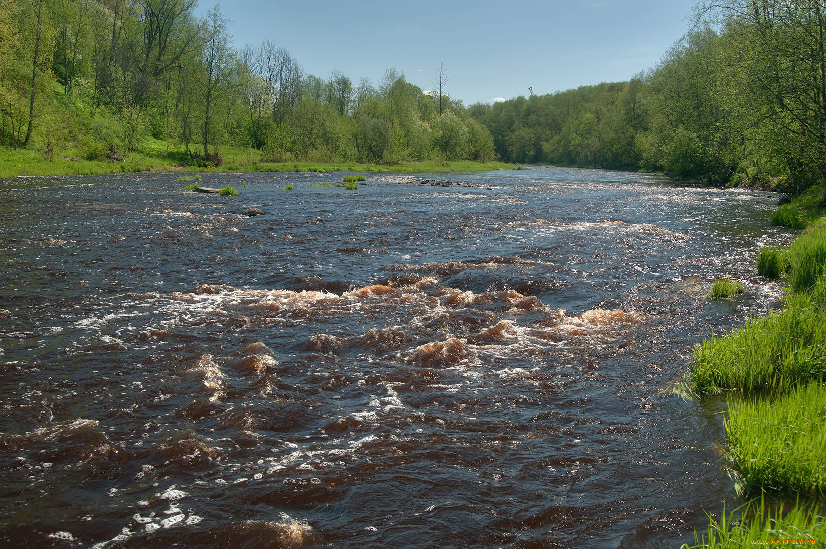природа, реки, озера, лес, река