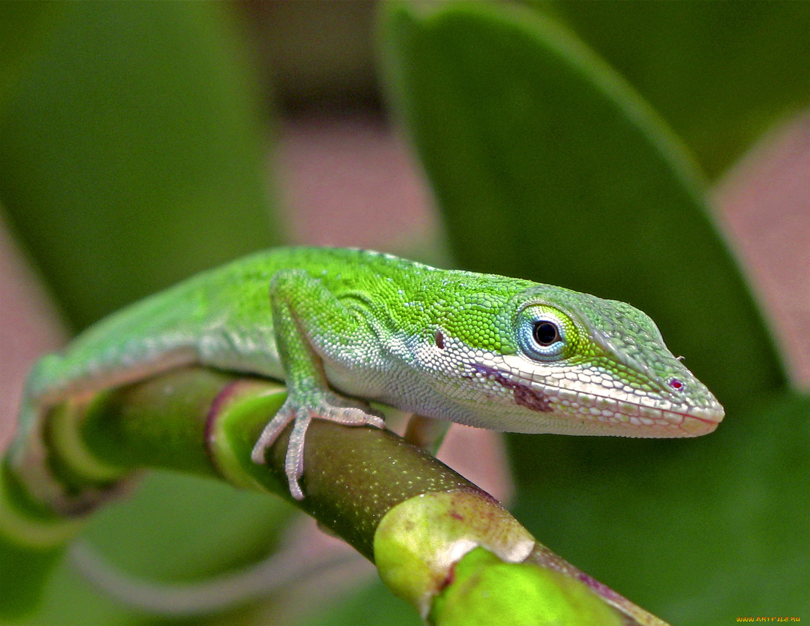 животные, Ящерицы, игуаны, вараны, ящерица