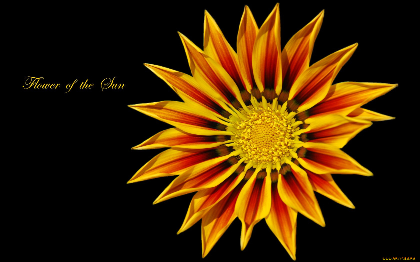 цветы, газания, лепестки