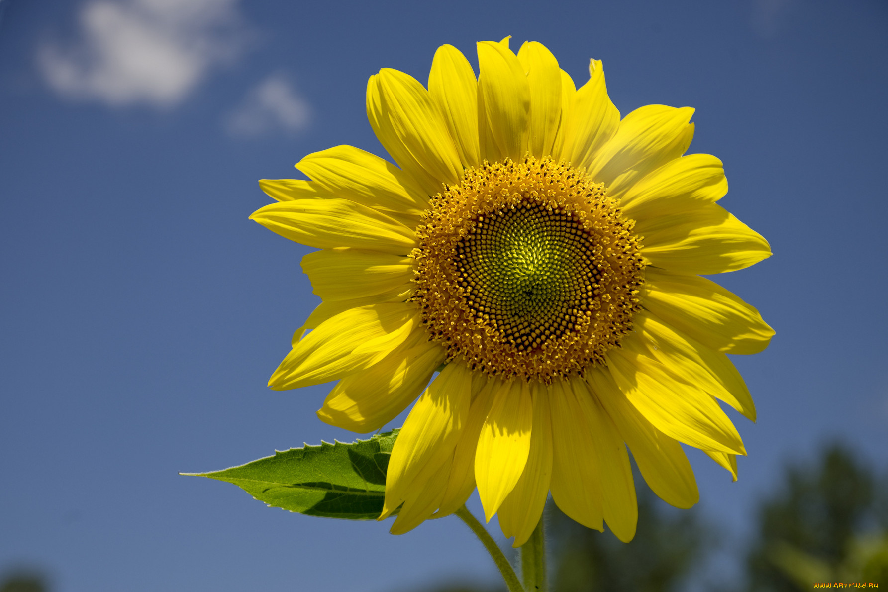 цветы, подсолнухи, подсолнух