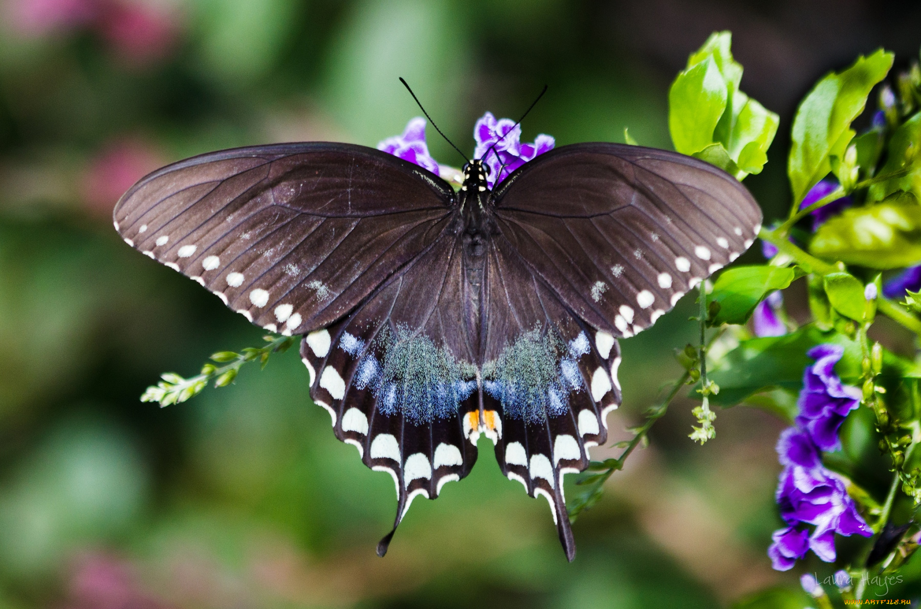 животные, бабочки, крылья