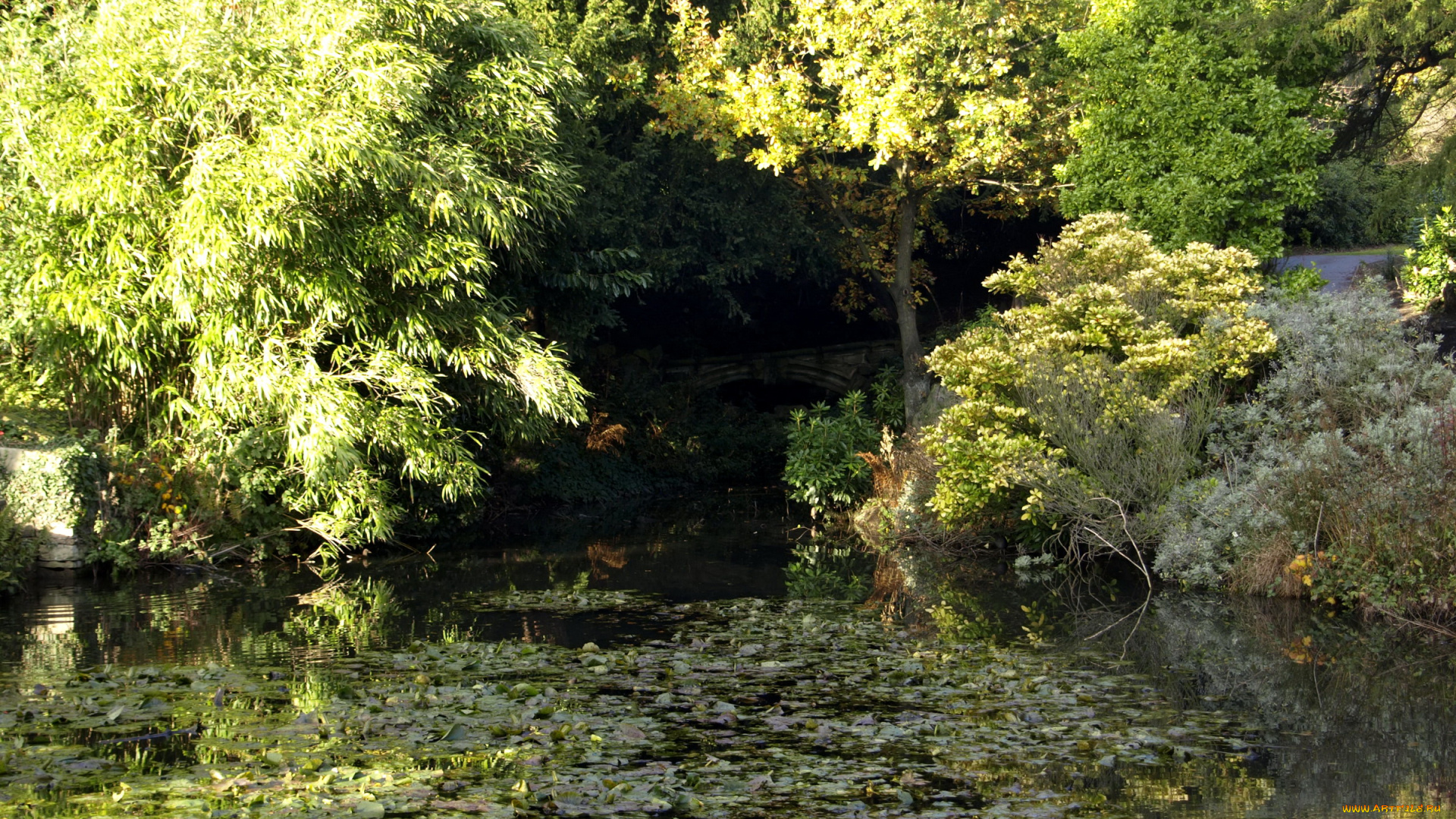 англия, которн, природа, реки, озера, растения, река