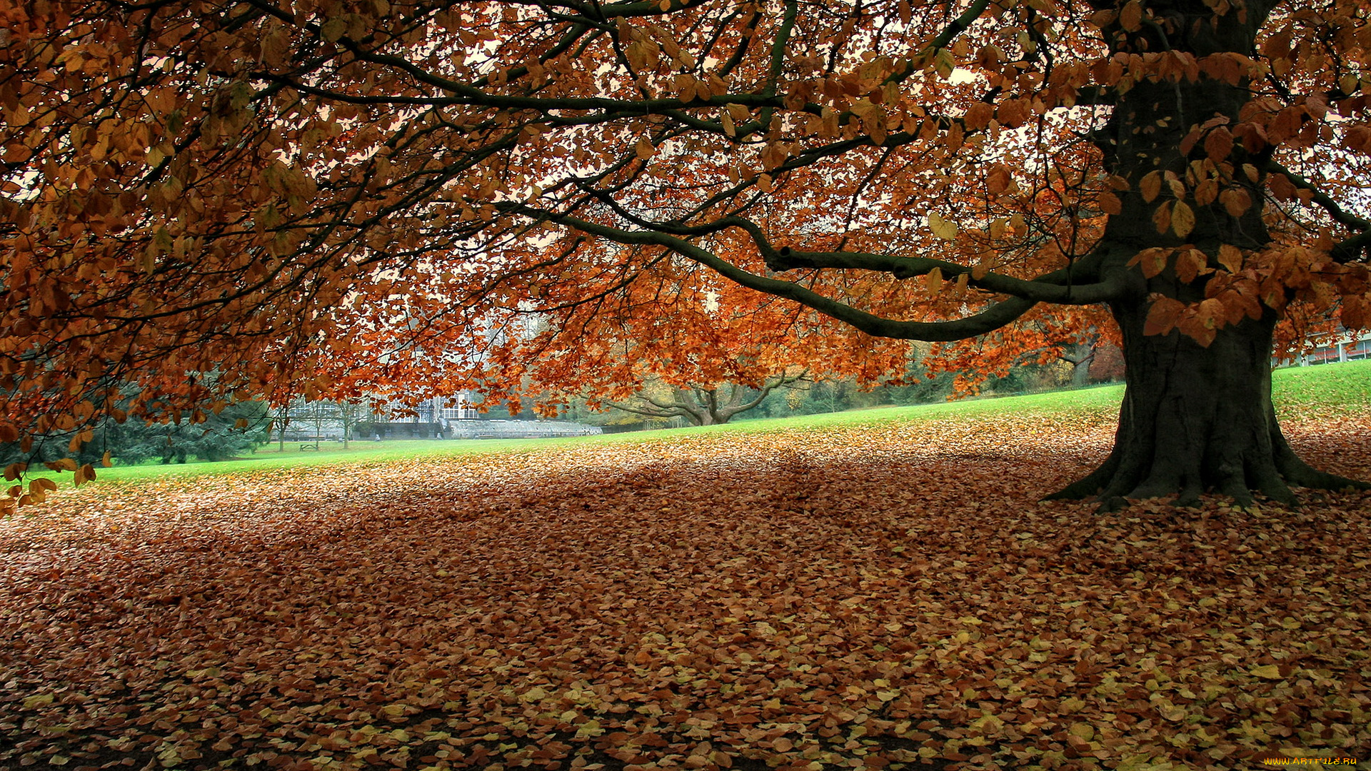 бельгия, морланвельз, природа, деревья, парк