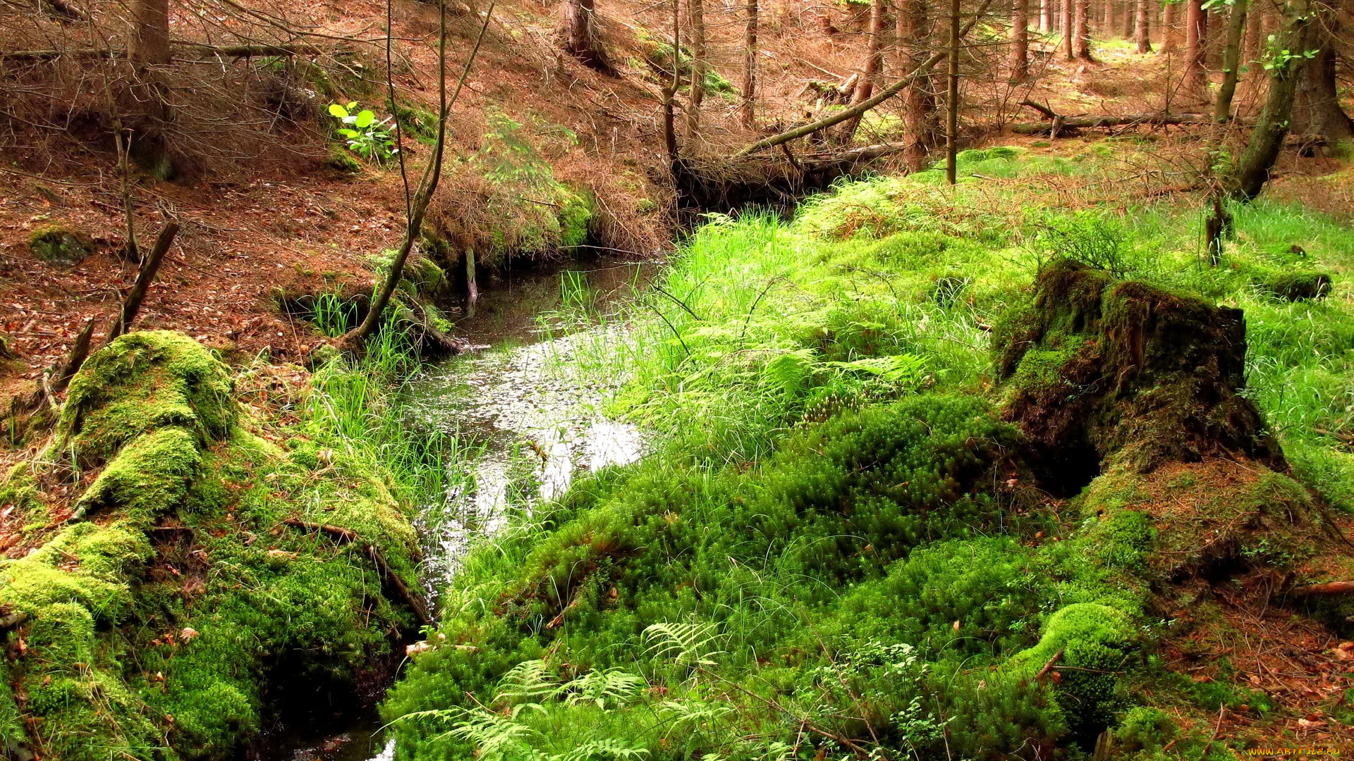 Чехия, hurky, природа, лес, ручей