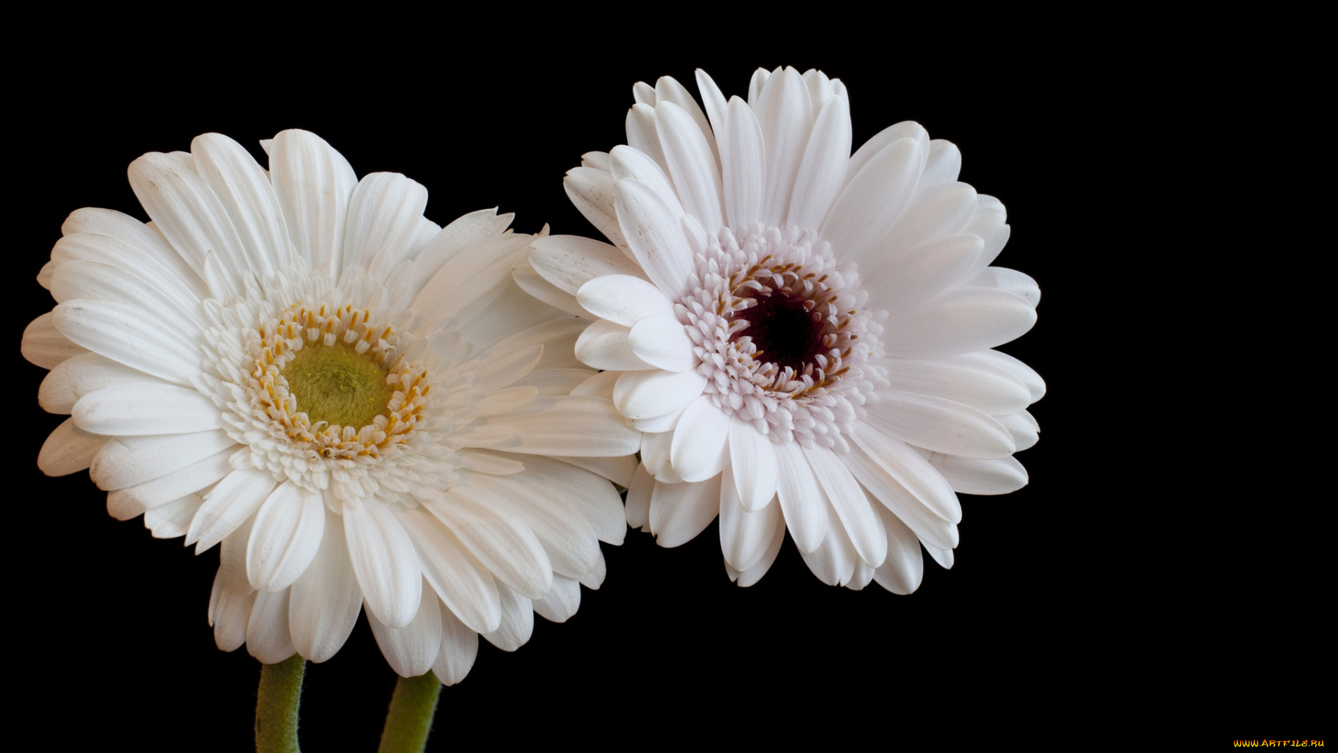 цветы, герберы, белый, пара, лепестки