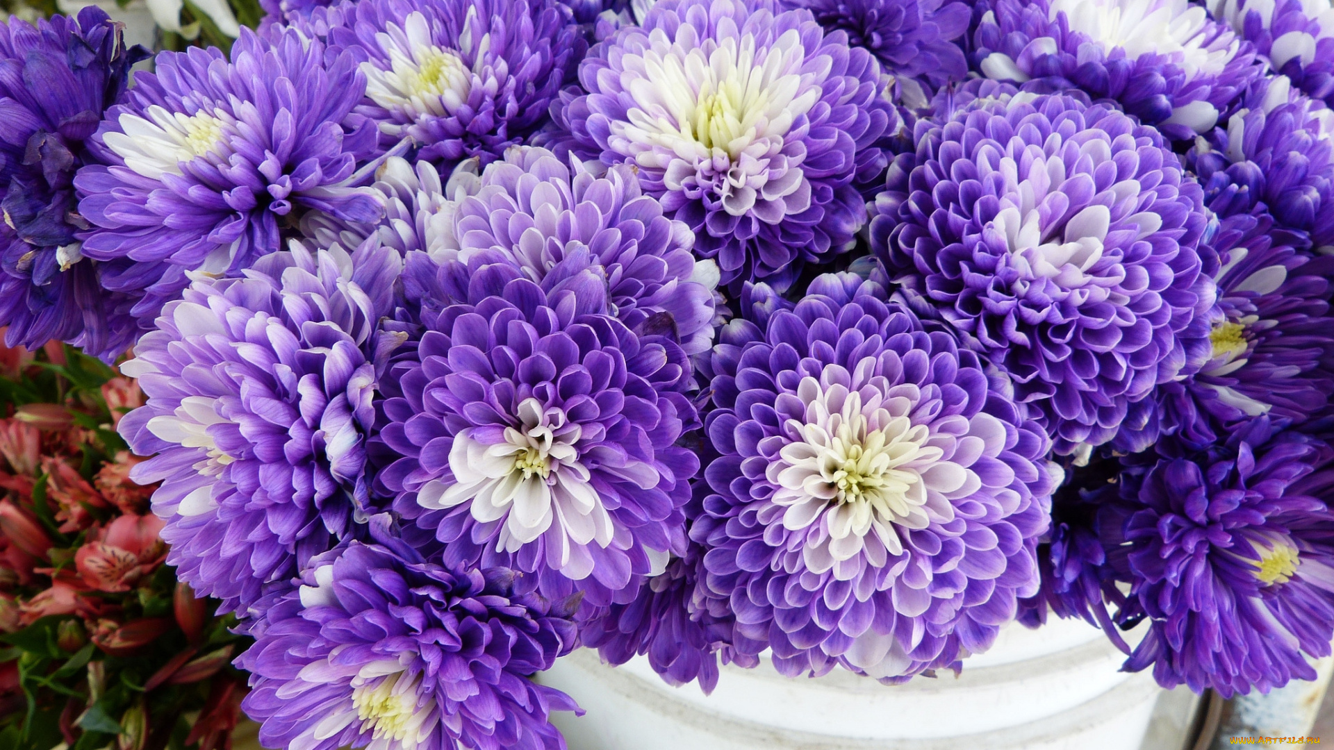 цветы, хризантемы, сиреневый