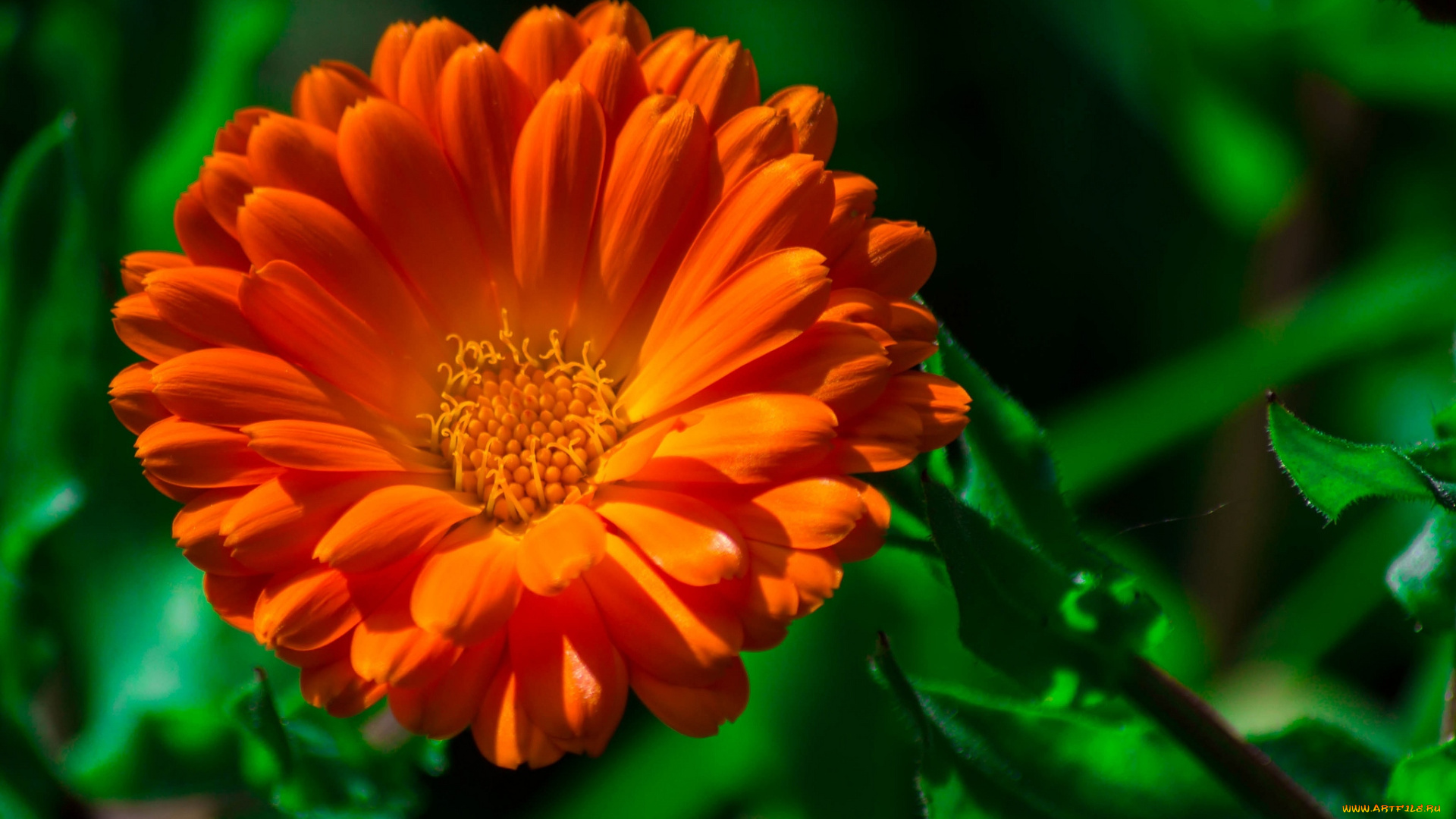 цветы, календула, оранжевый, макро