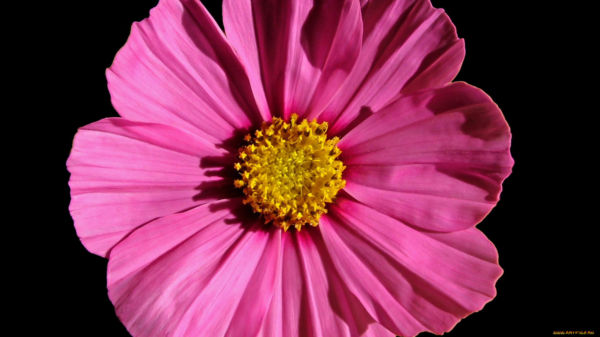 цветы, космея, лепестки