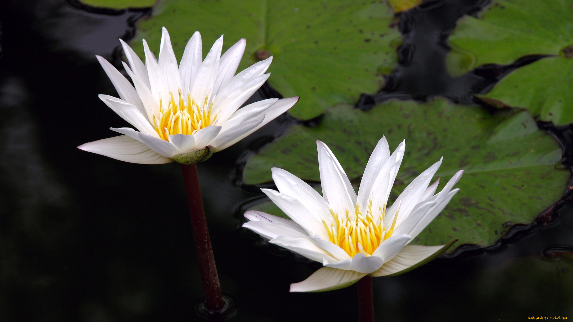 цветы, лилии, водяные, нимфеи, кувшинки, вода, лепестки, белый