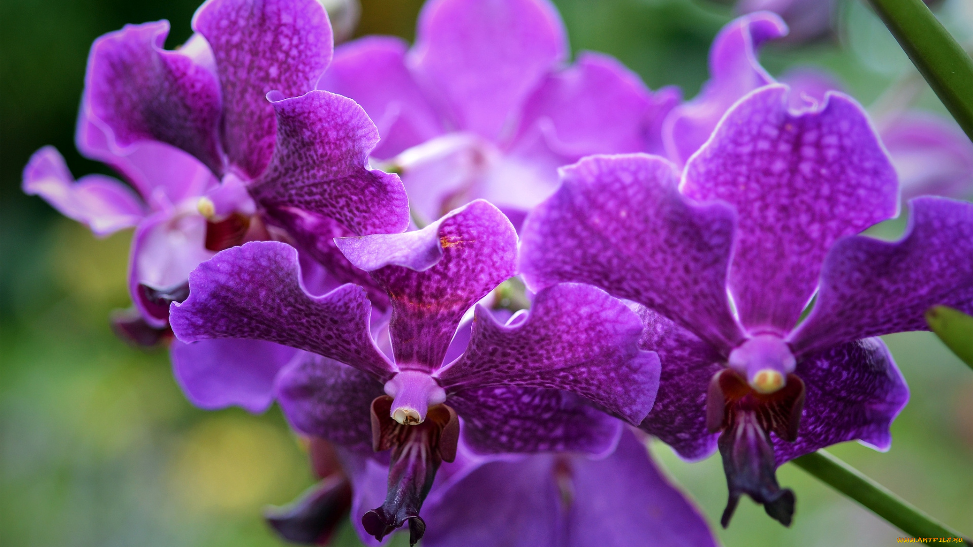 цветы, орхидеи, лиловый, ветка, экзотика