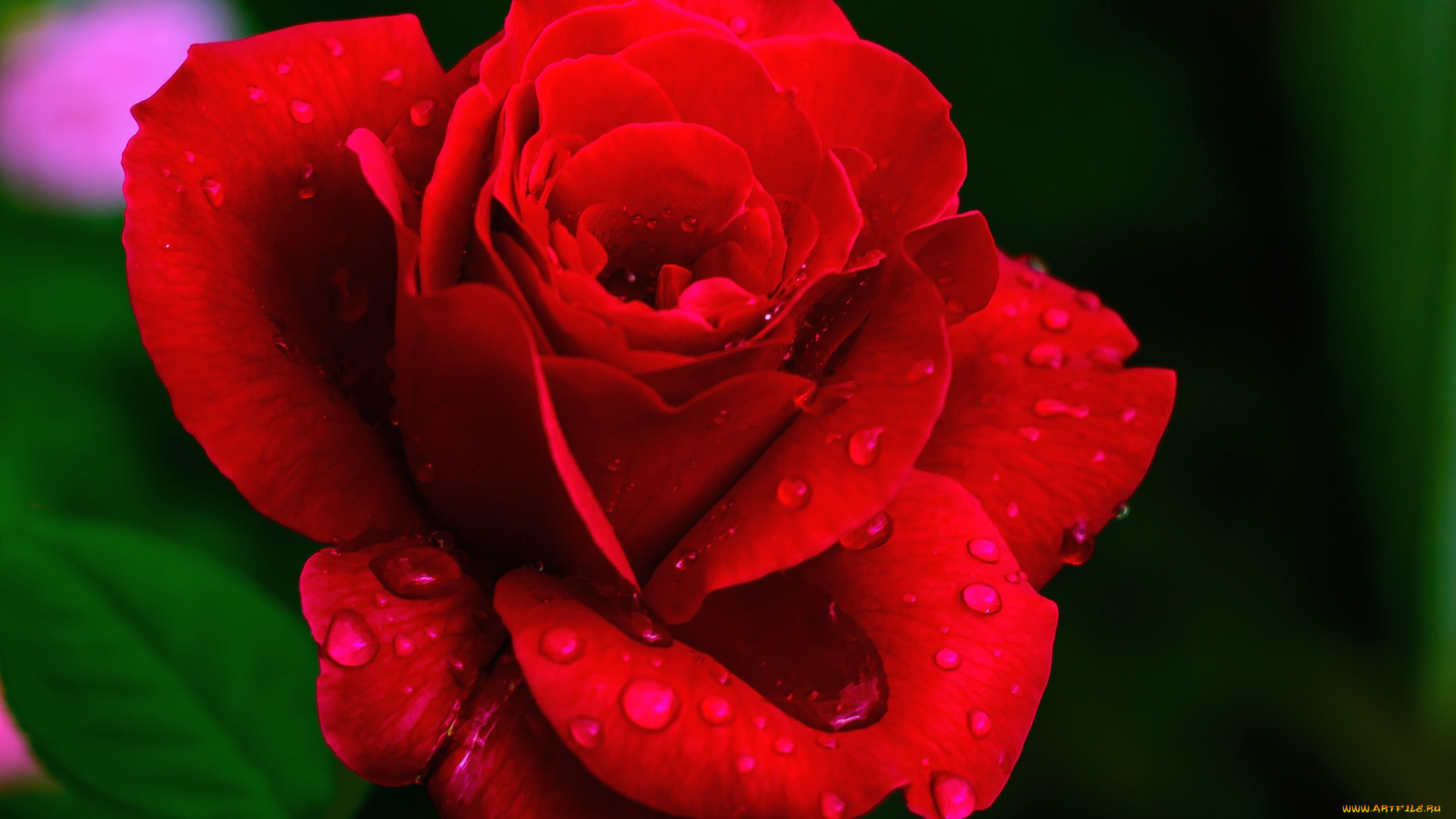цветы, розы, макро, красный, капли, лепестки