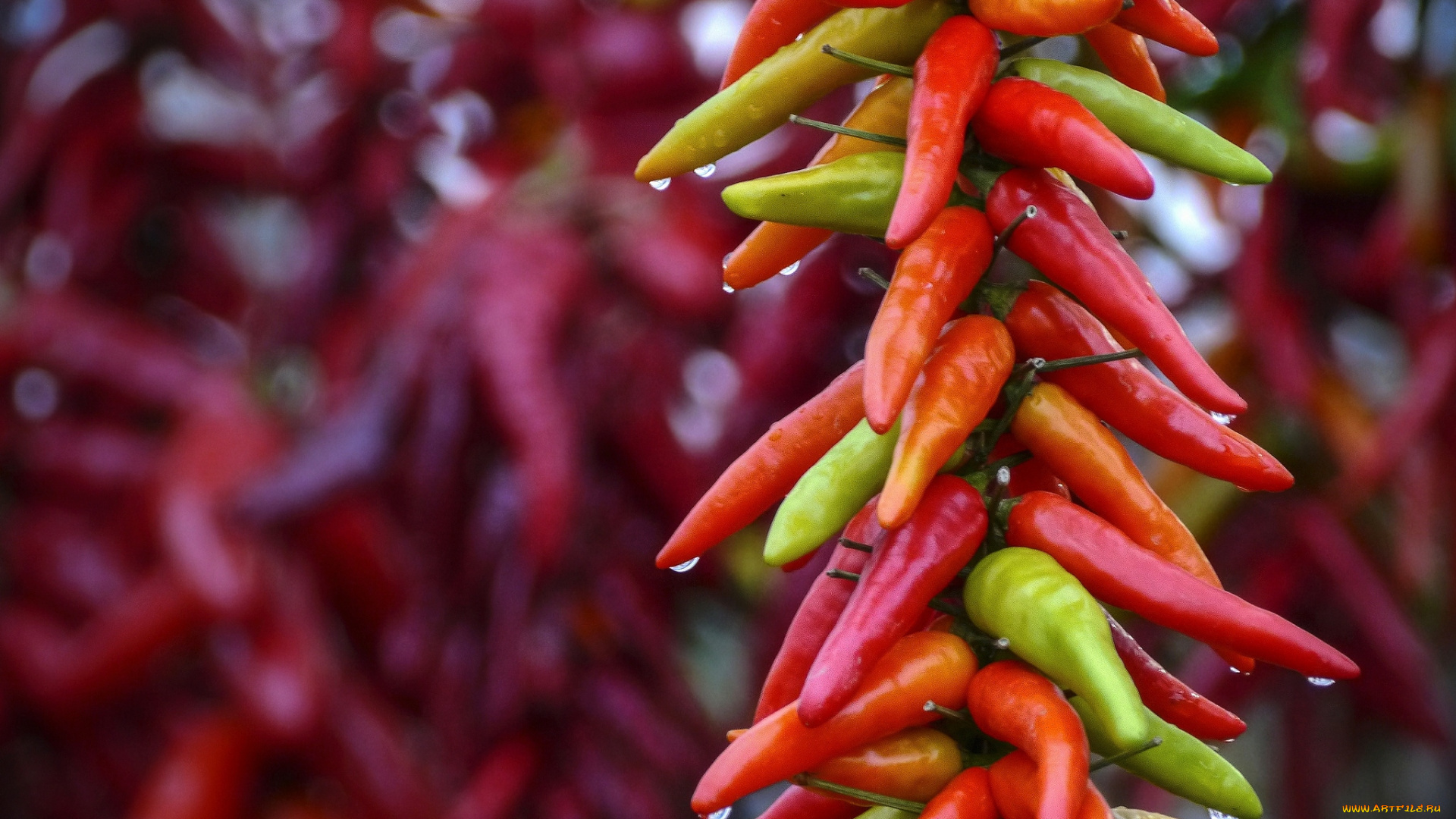 еда, перец, связка, чили