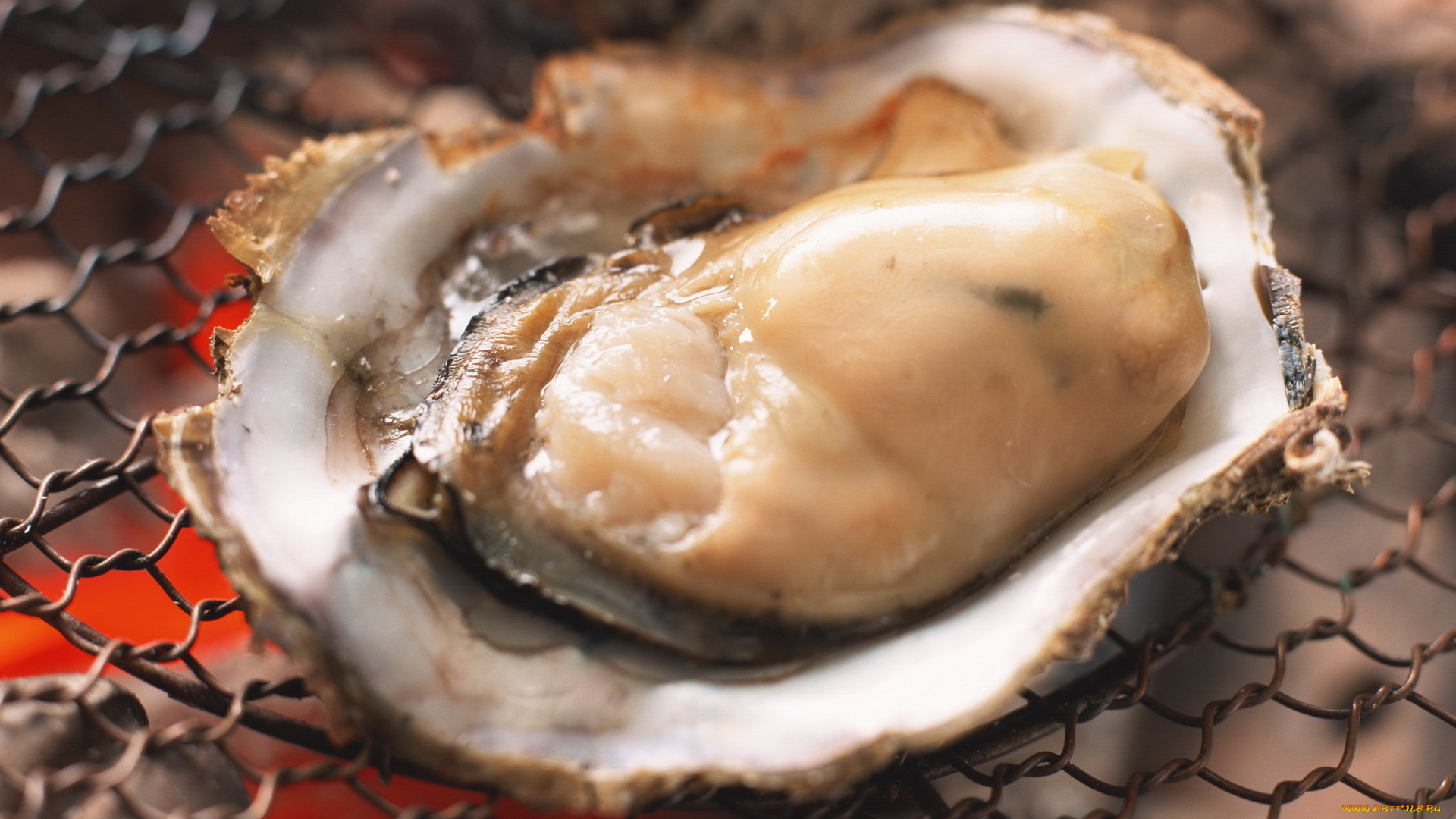 еда, рыба, морепродукты, суши, роллы, мидия, раковина