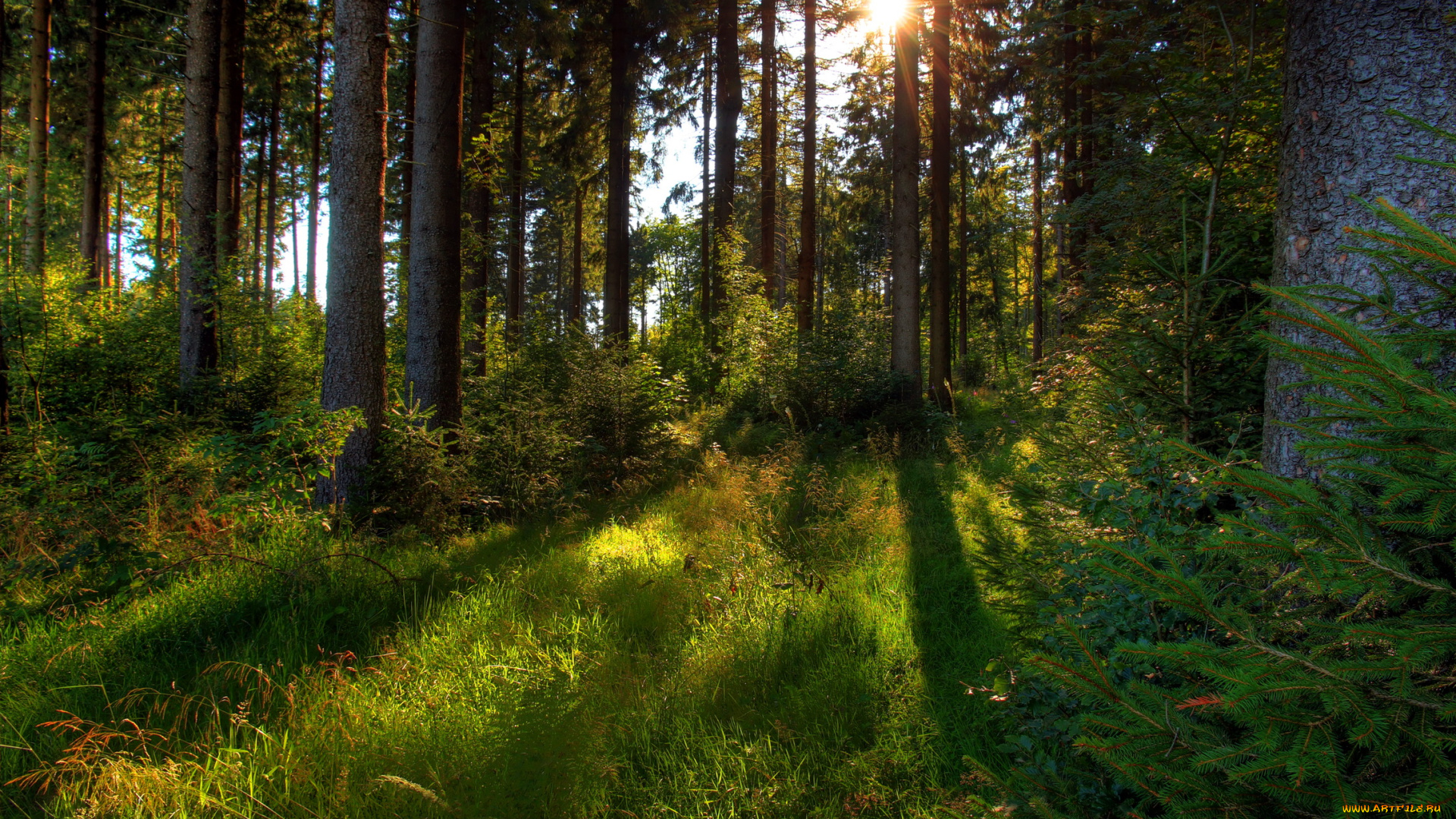 германия, гессен, природа, лес, поляна