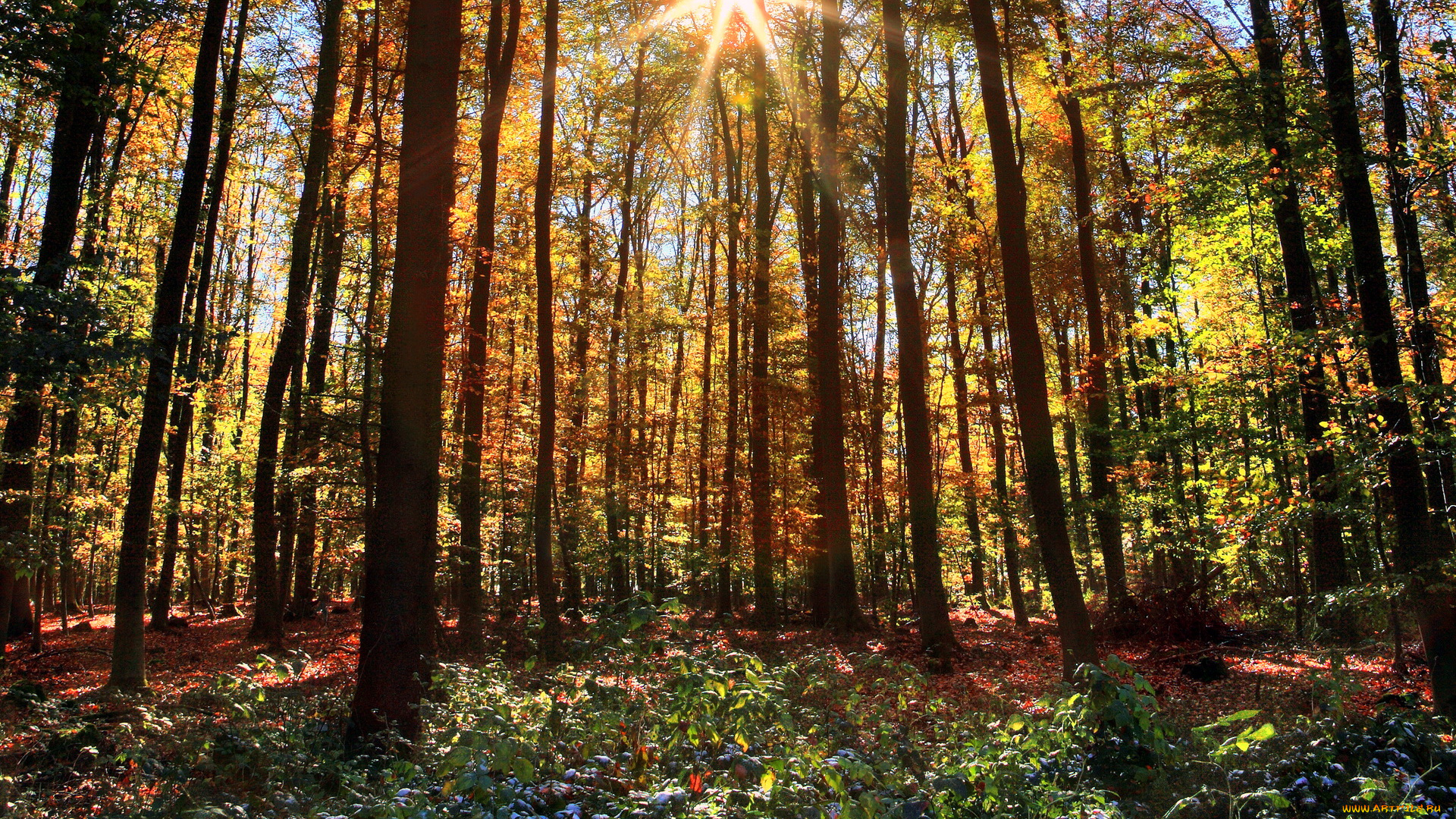 германия, кайзерзеш, природа, лес, лучи, солнце