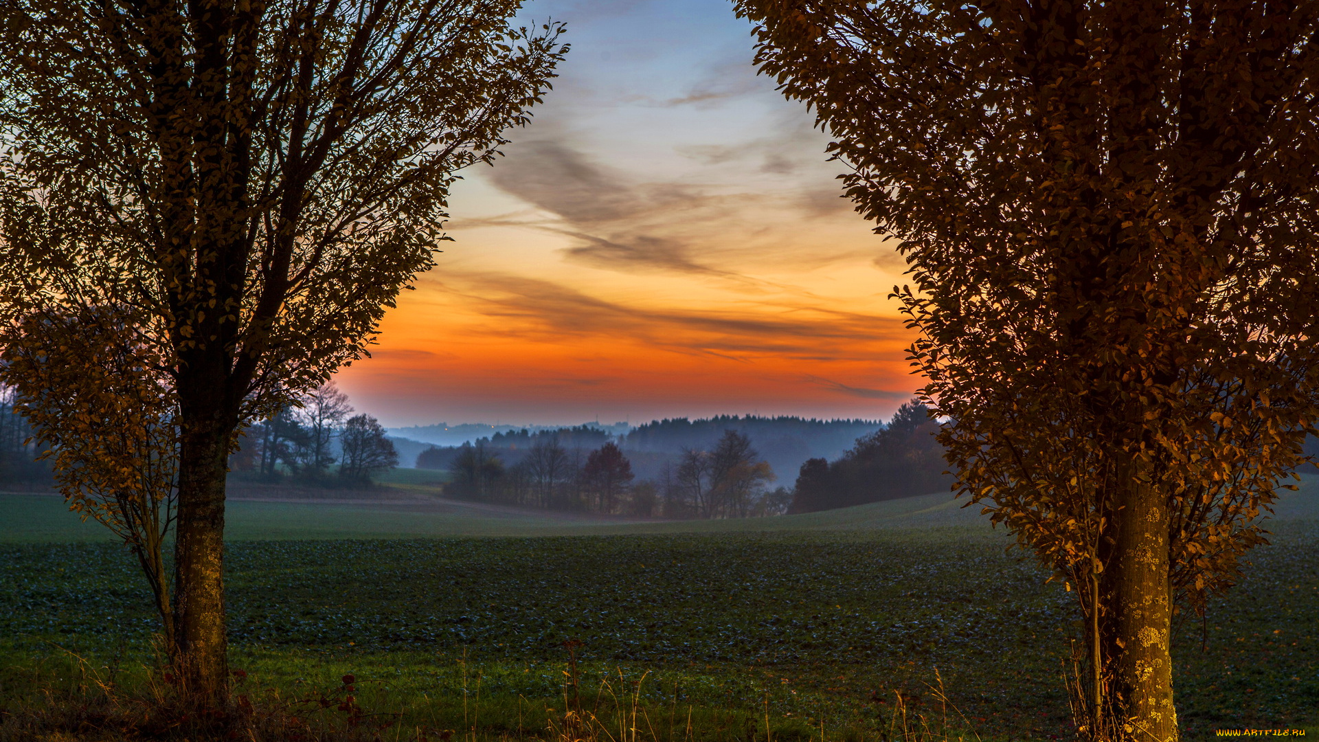 германия, клоттен, природа, деревья, поля, осень, туман