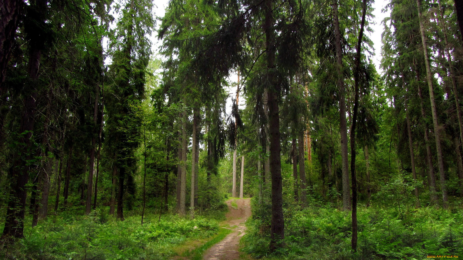 ленинградская, область, рощино, линдуловская, роща, природа, лес