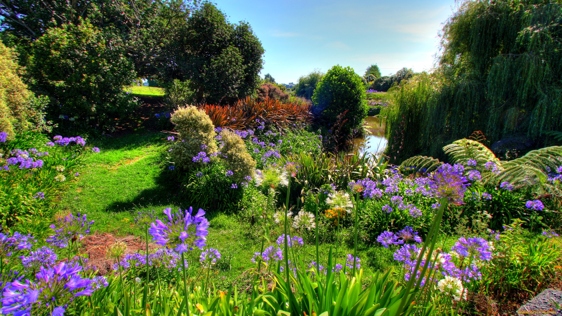 новая, зеландия, окланд, моку, природа, парк, сад, цветы