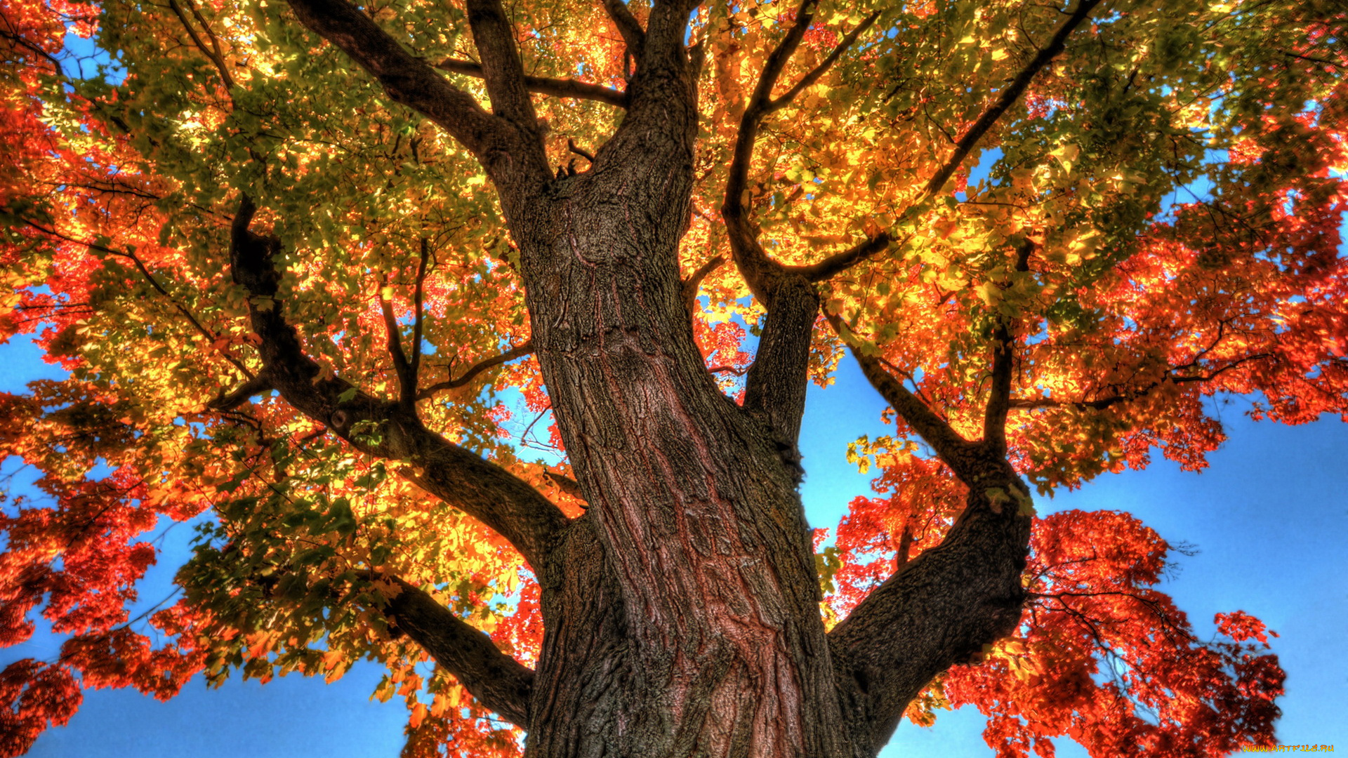 природа, деревья, дерево