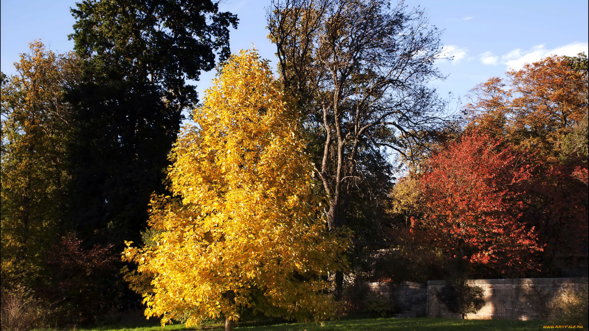 природа, деревья, осень