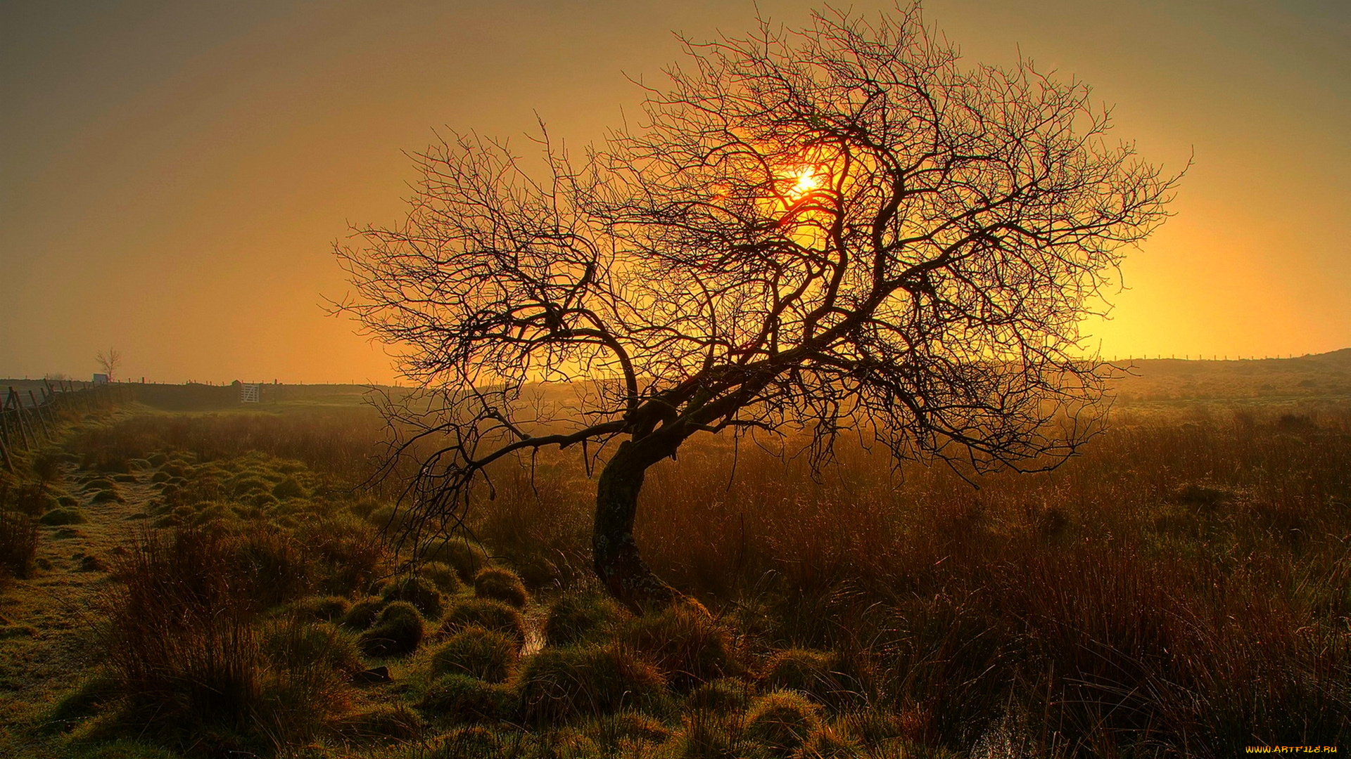 природа, деревья, солнце, свет, трава, дерево, поле