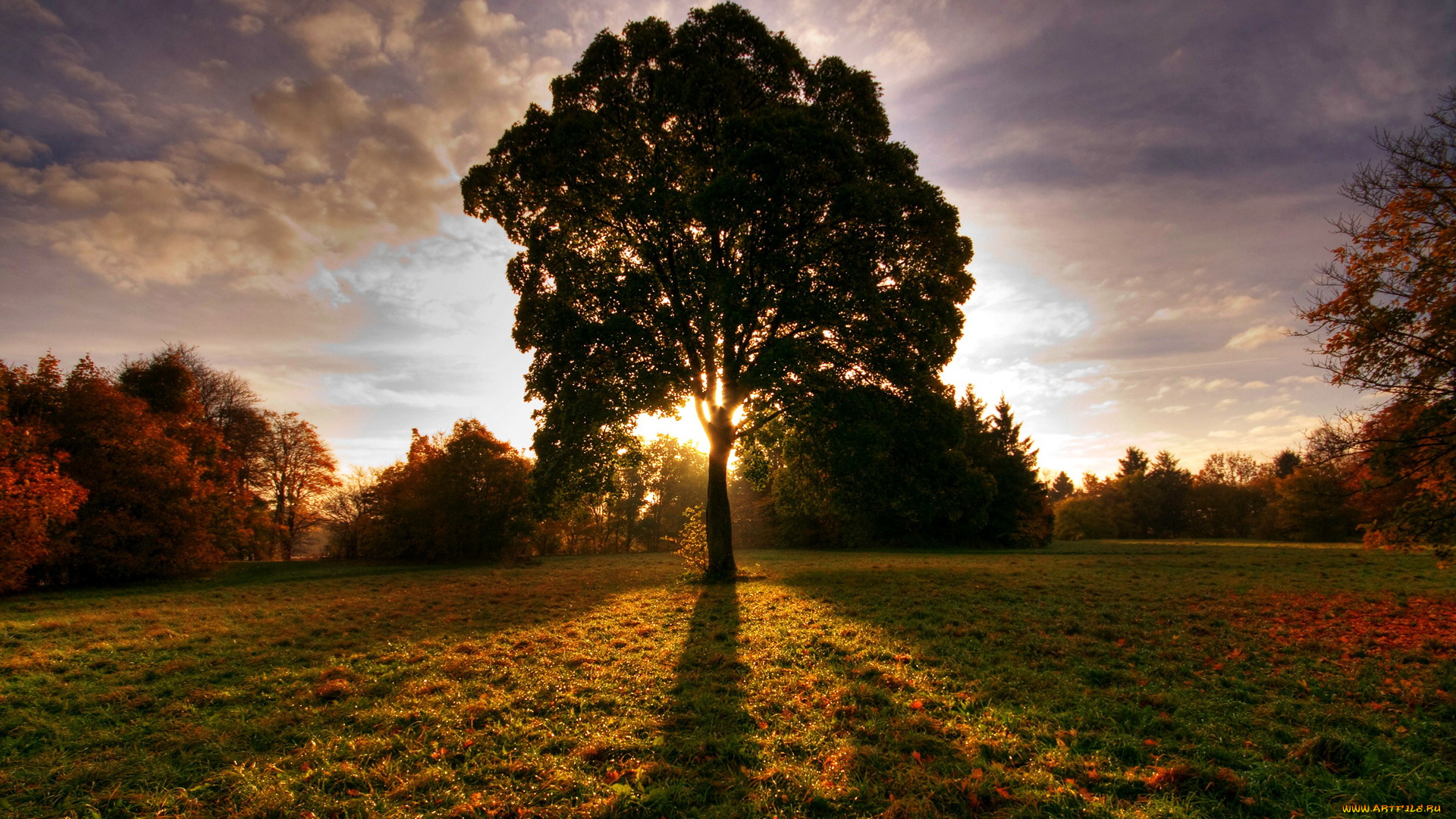 природа, деревья, закат, осень