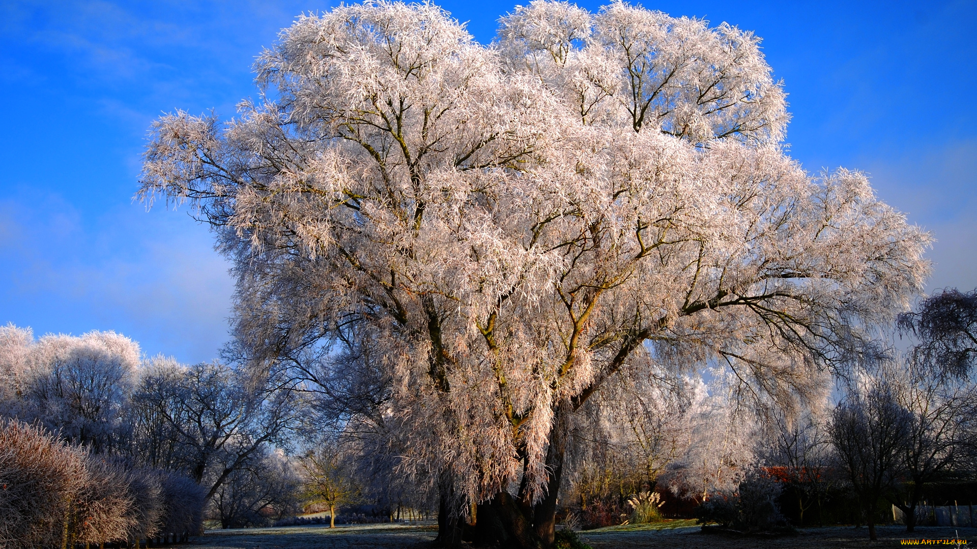 природа, деревья, зима, иней, крона, дерево