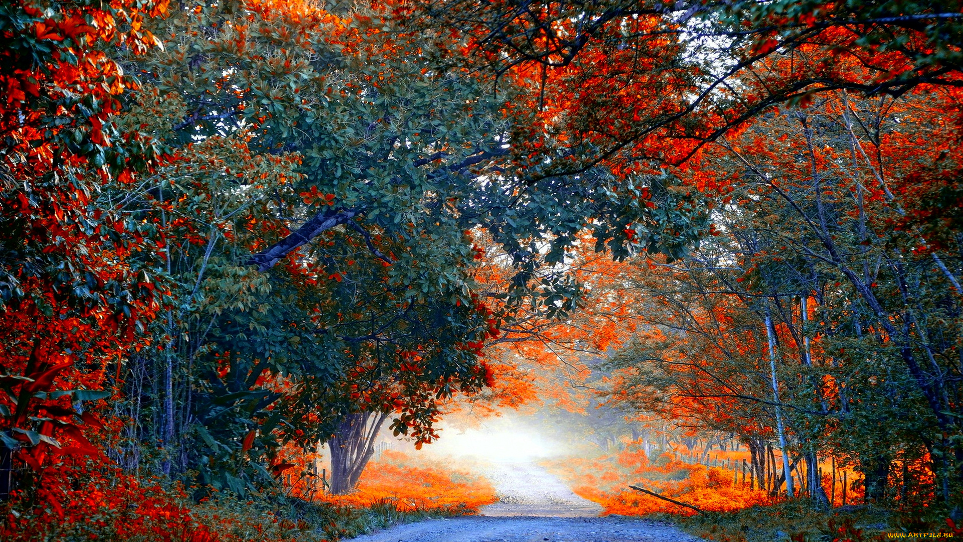 природа, дороги, осень, лес, дорога, краски