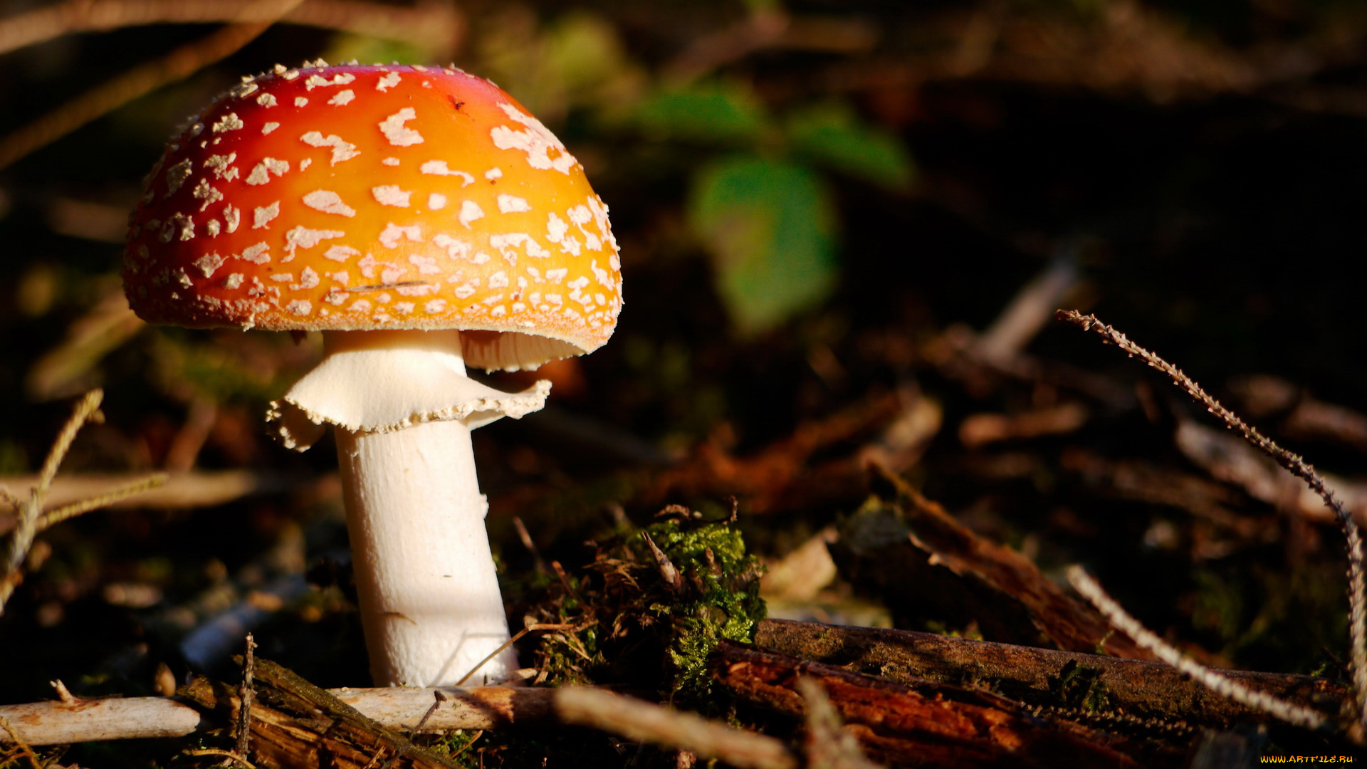природа, грибы, мухомор, гриб