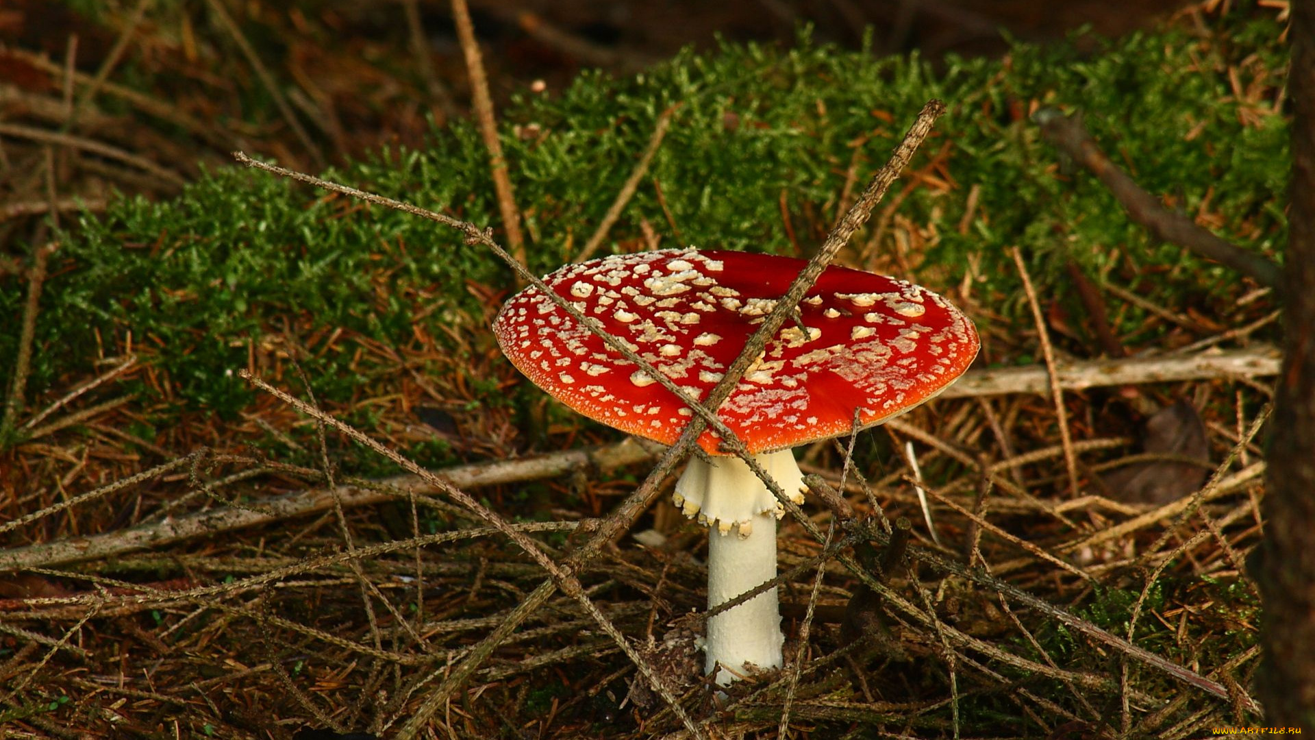 природа, грибы, мухомор, лес, ветки