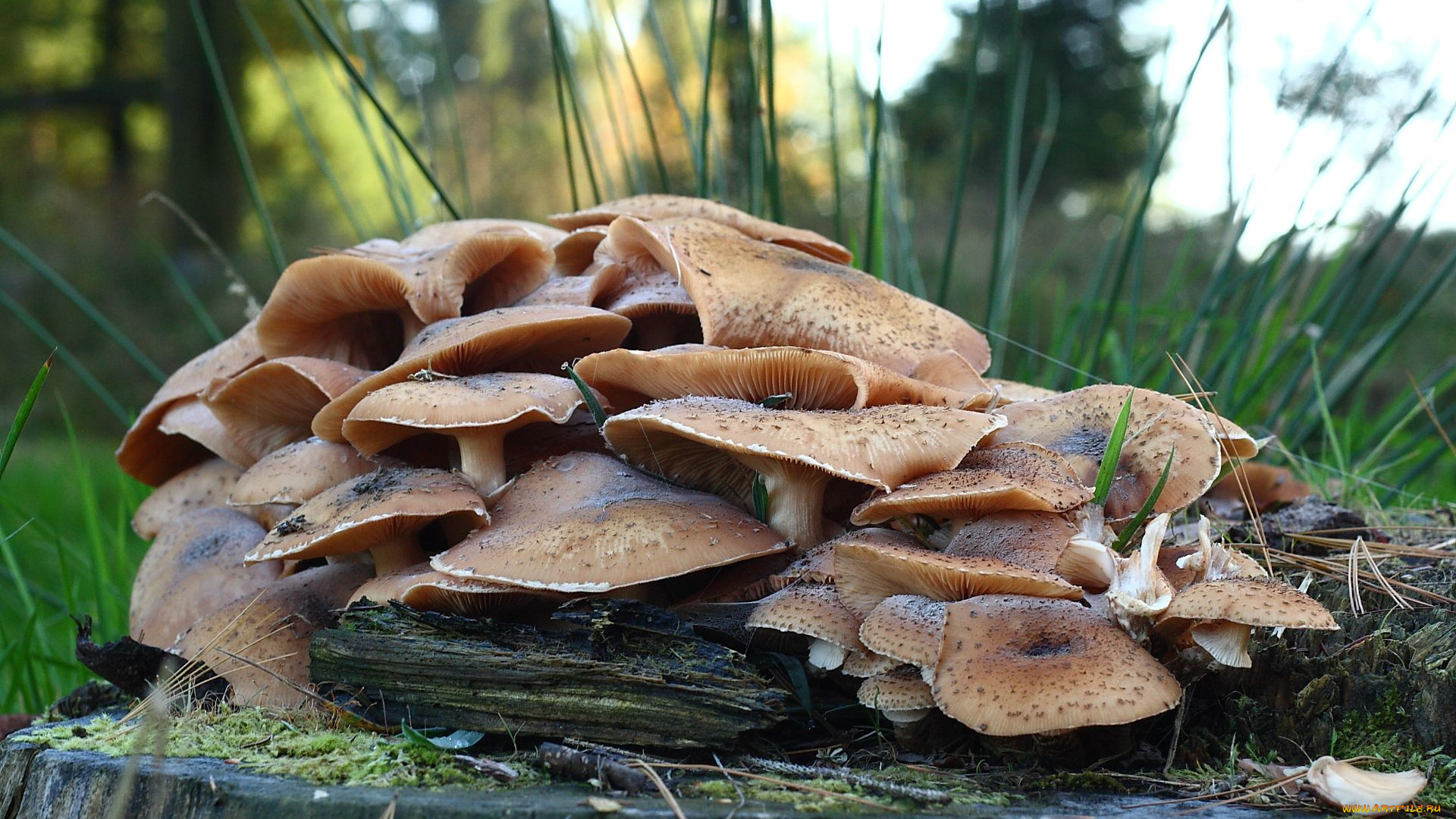 природа, грибы, пень, опята