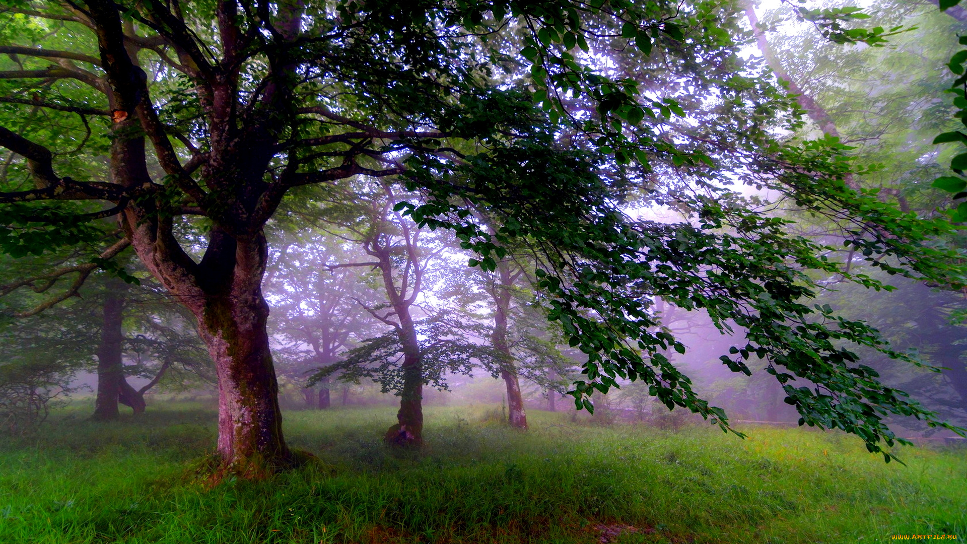 природа, лес, кроны, трава, туман