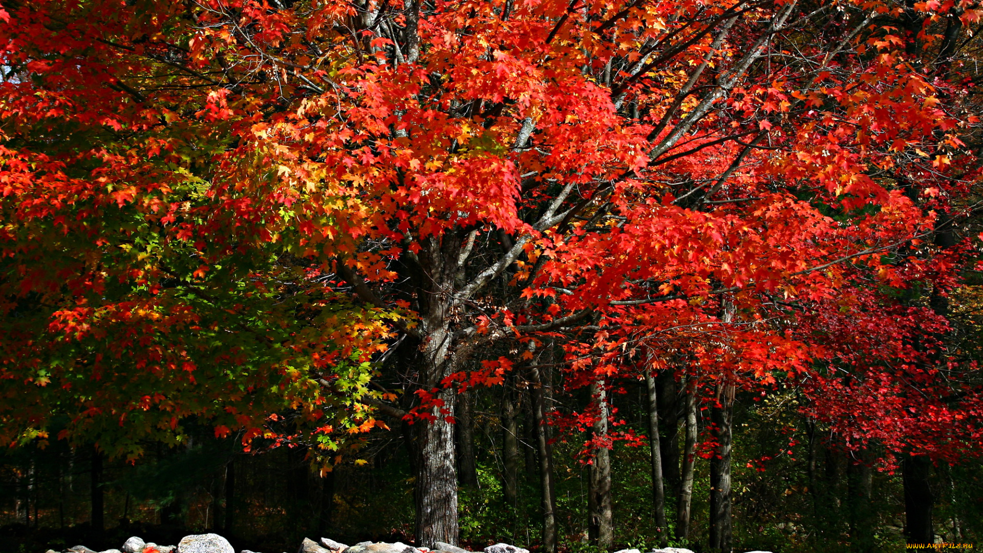 природа, лес, осень