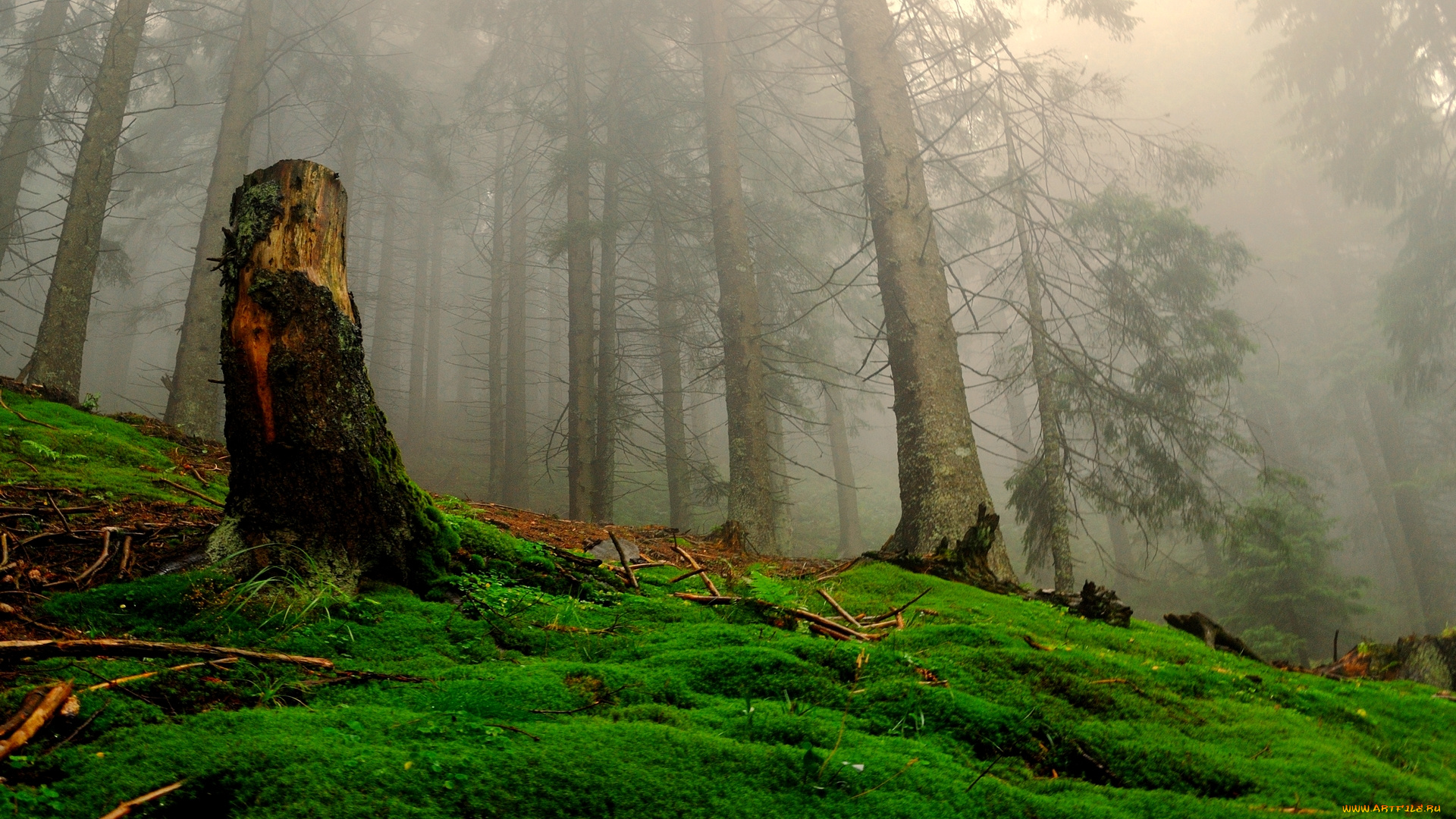 природа, лес, трава, туман, лел, пень