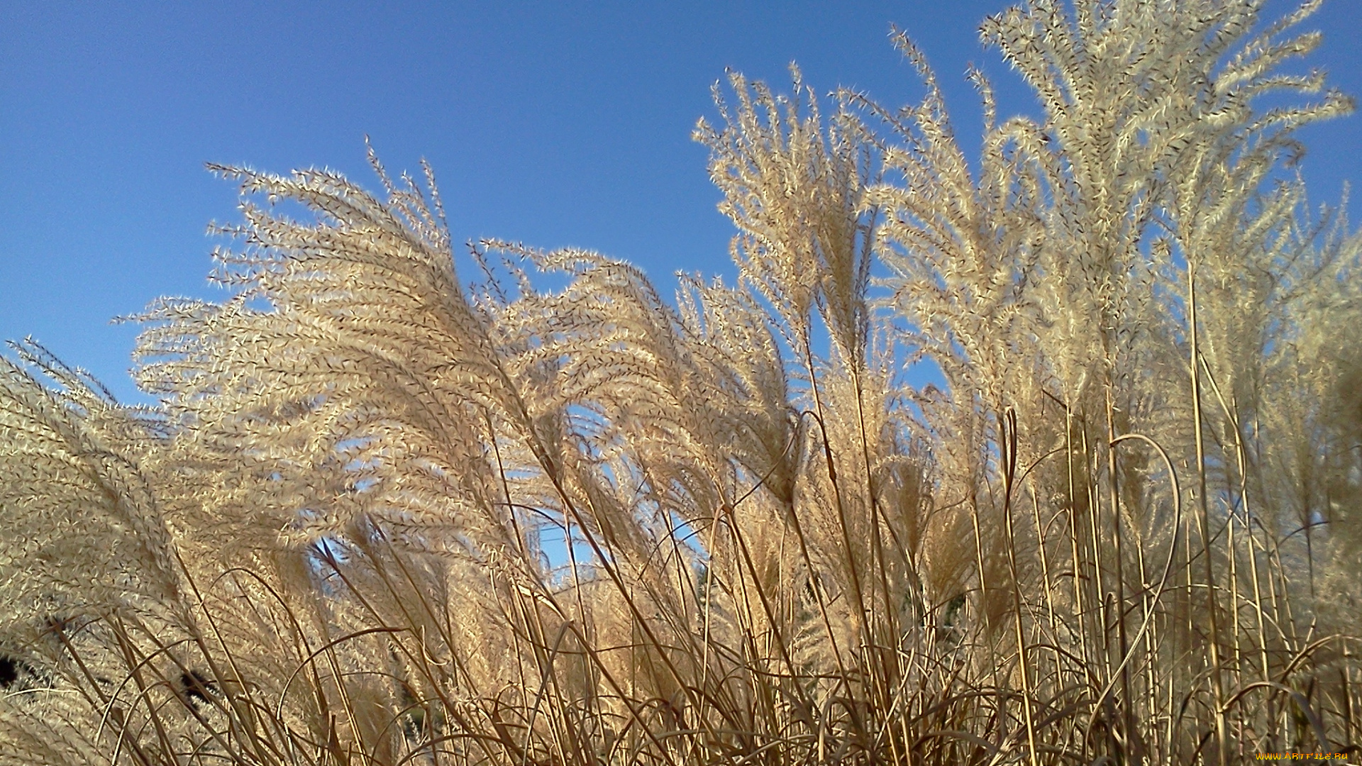 природа, луга, осень, трава