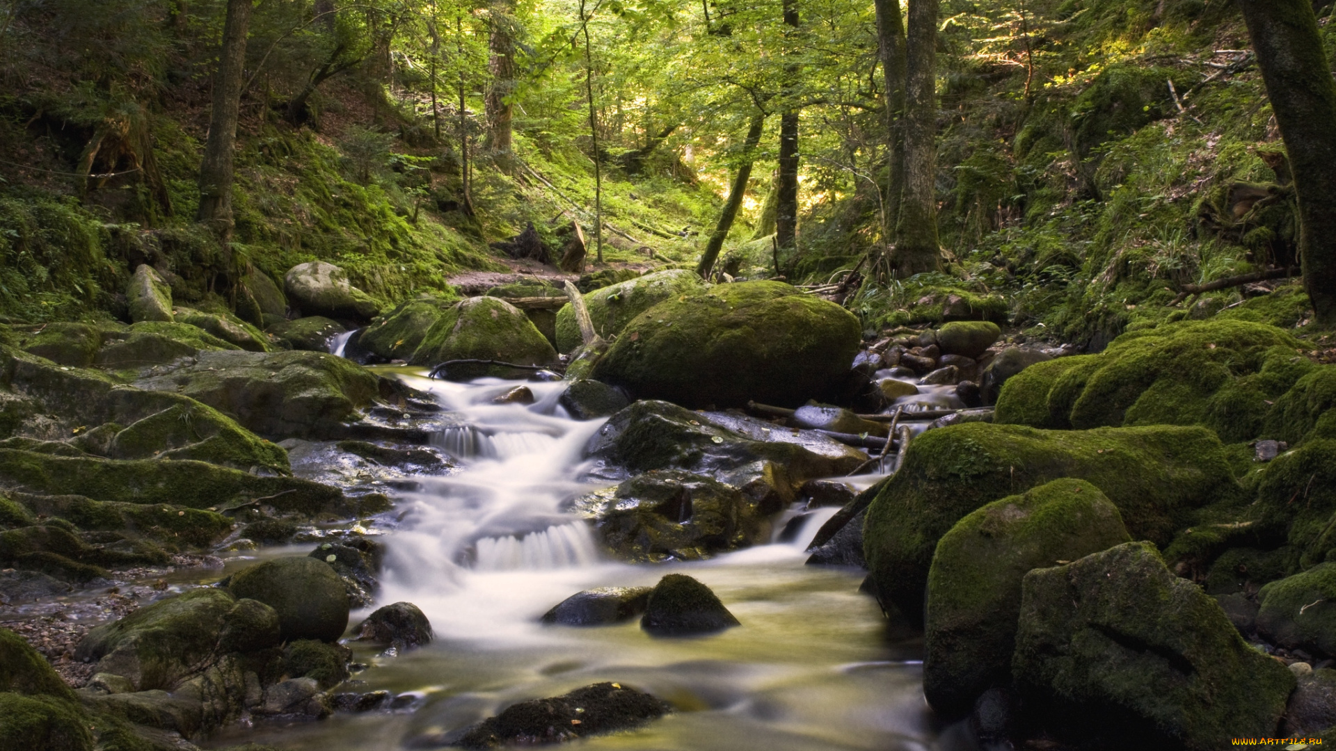 природа, реки, озера, вода, лес, поток, камни