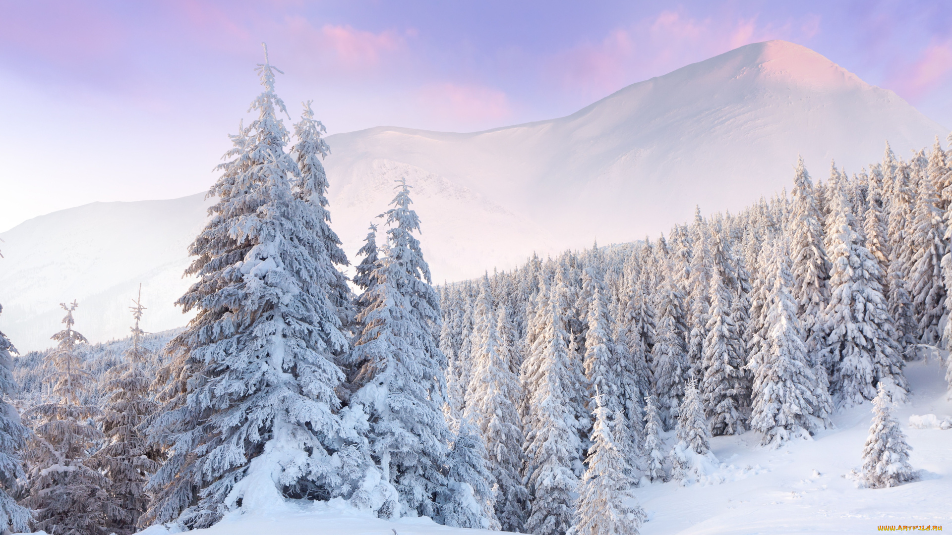 природа, зима, горы, ели, снег