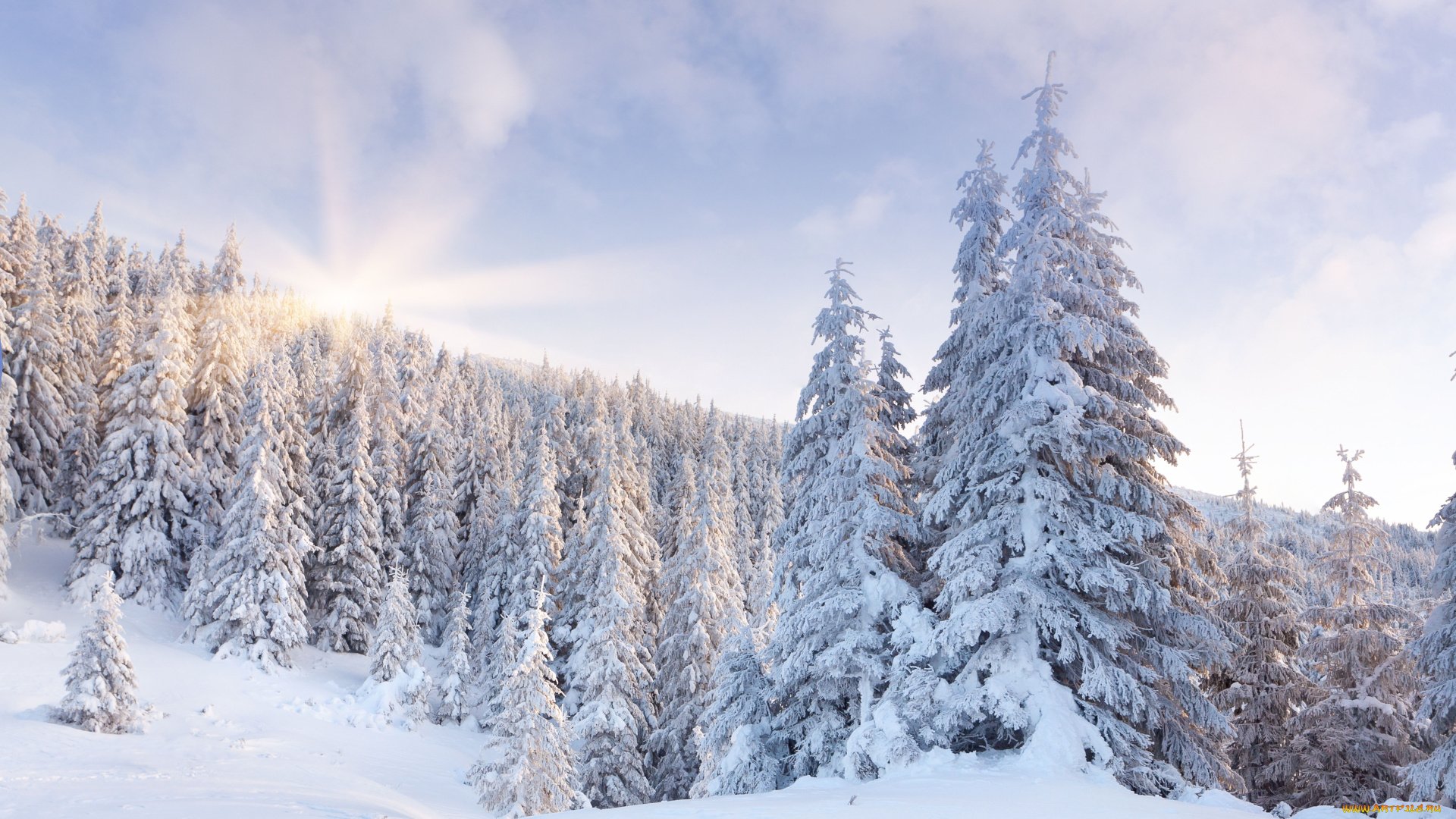 природа, зима, снег, ели