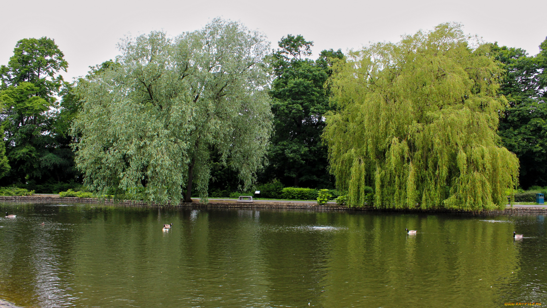 ropner, park, stockton, on, tees, англия, природа, парк, утки, деревья, река