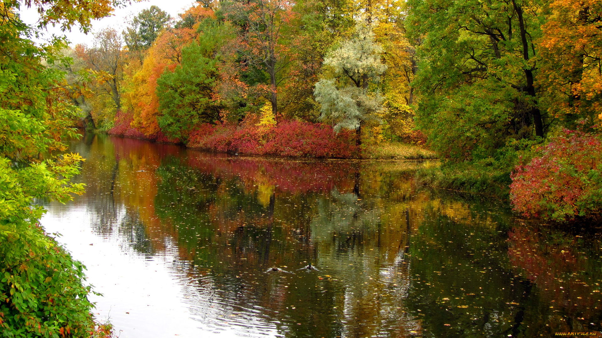 санкт, петербург, природа, реки, озера, осень, парк, река