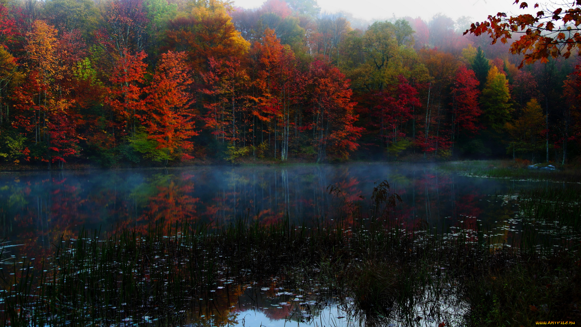 virginia, природа, реки, озера, река, лес, осень