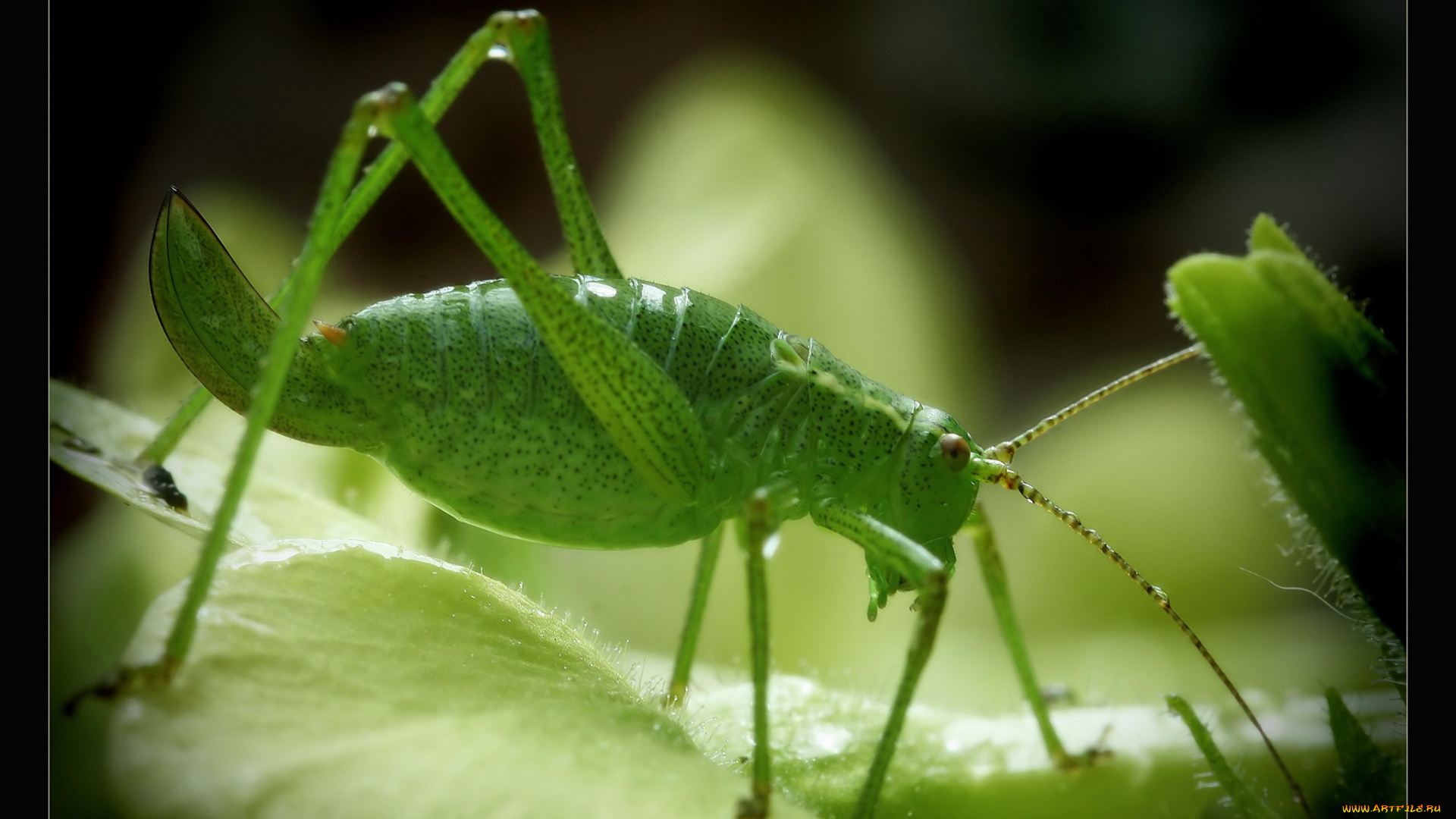 животные, кузнечики, саранча