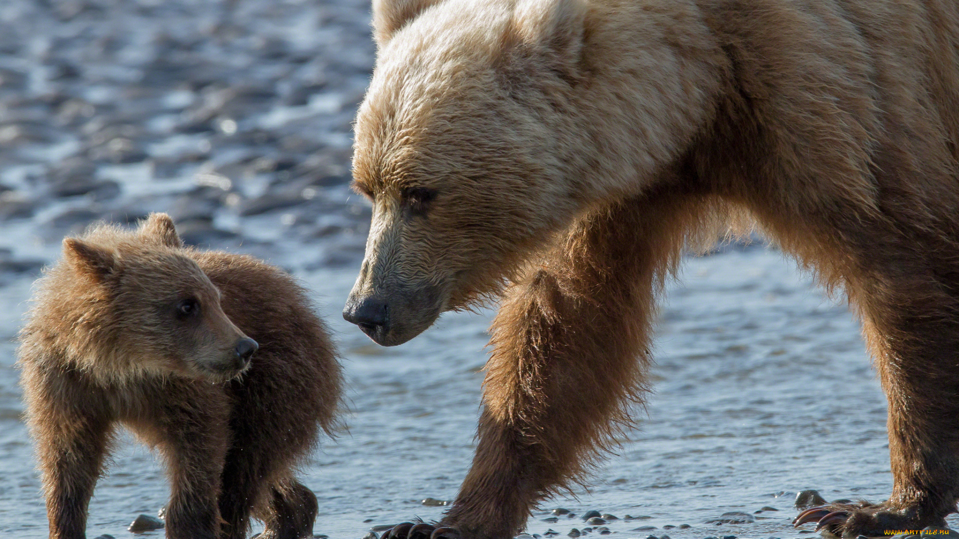 животные, медведи, малыш, мама