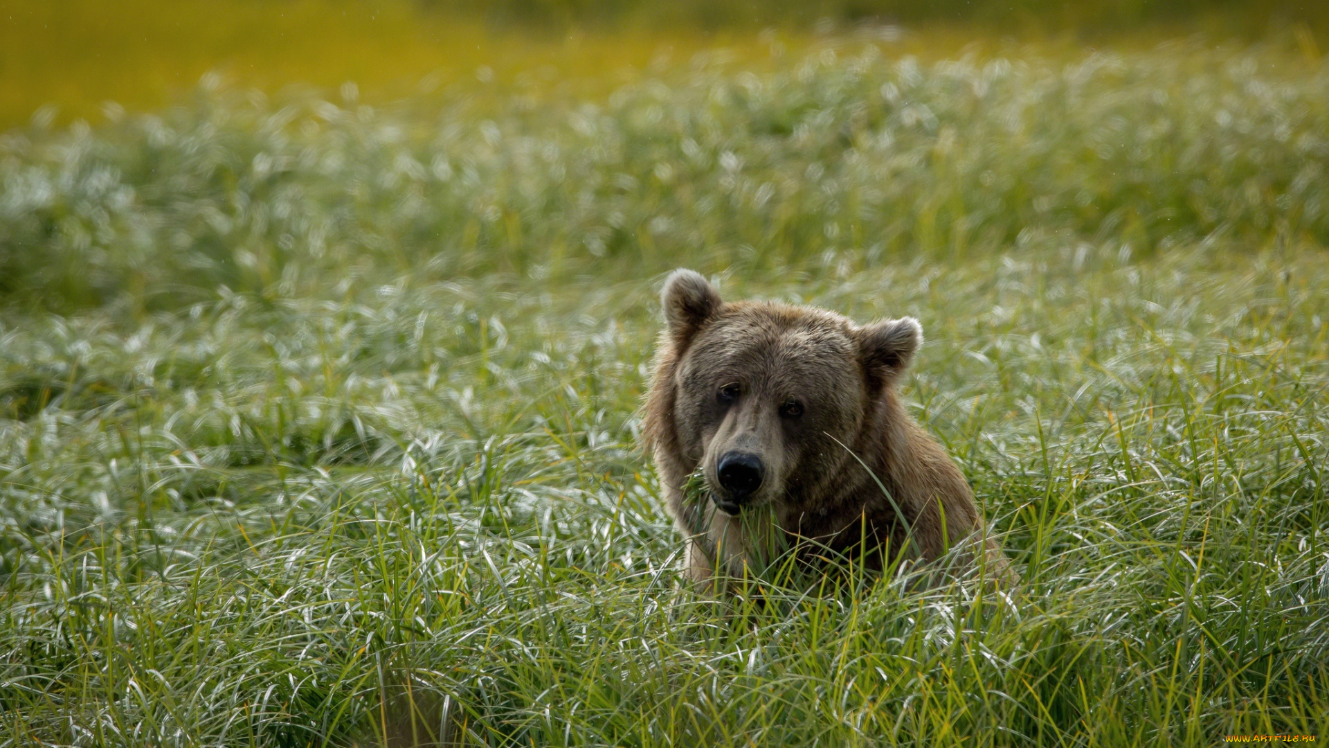животные, медведи, трава, бурый