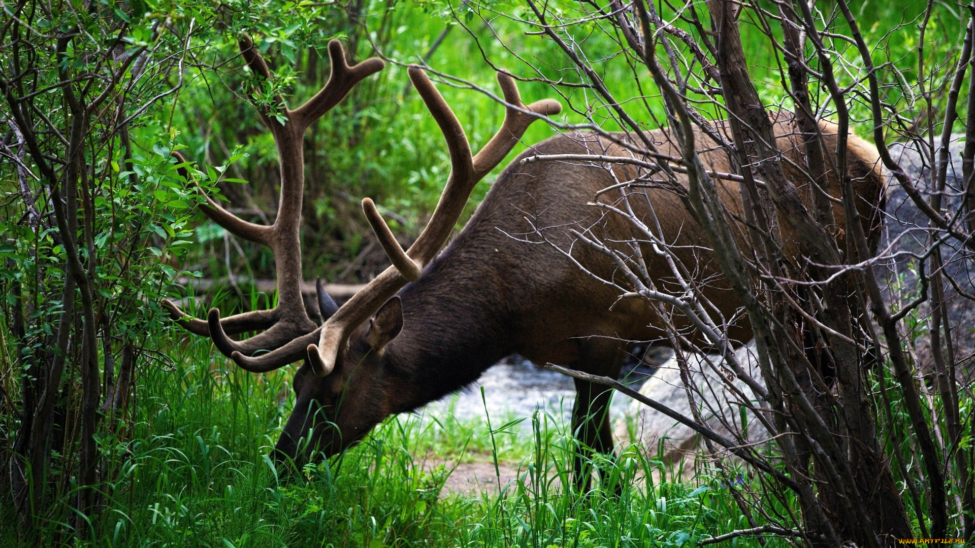 животные, олени, лес, день, олень
