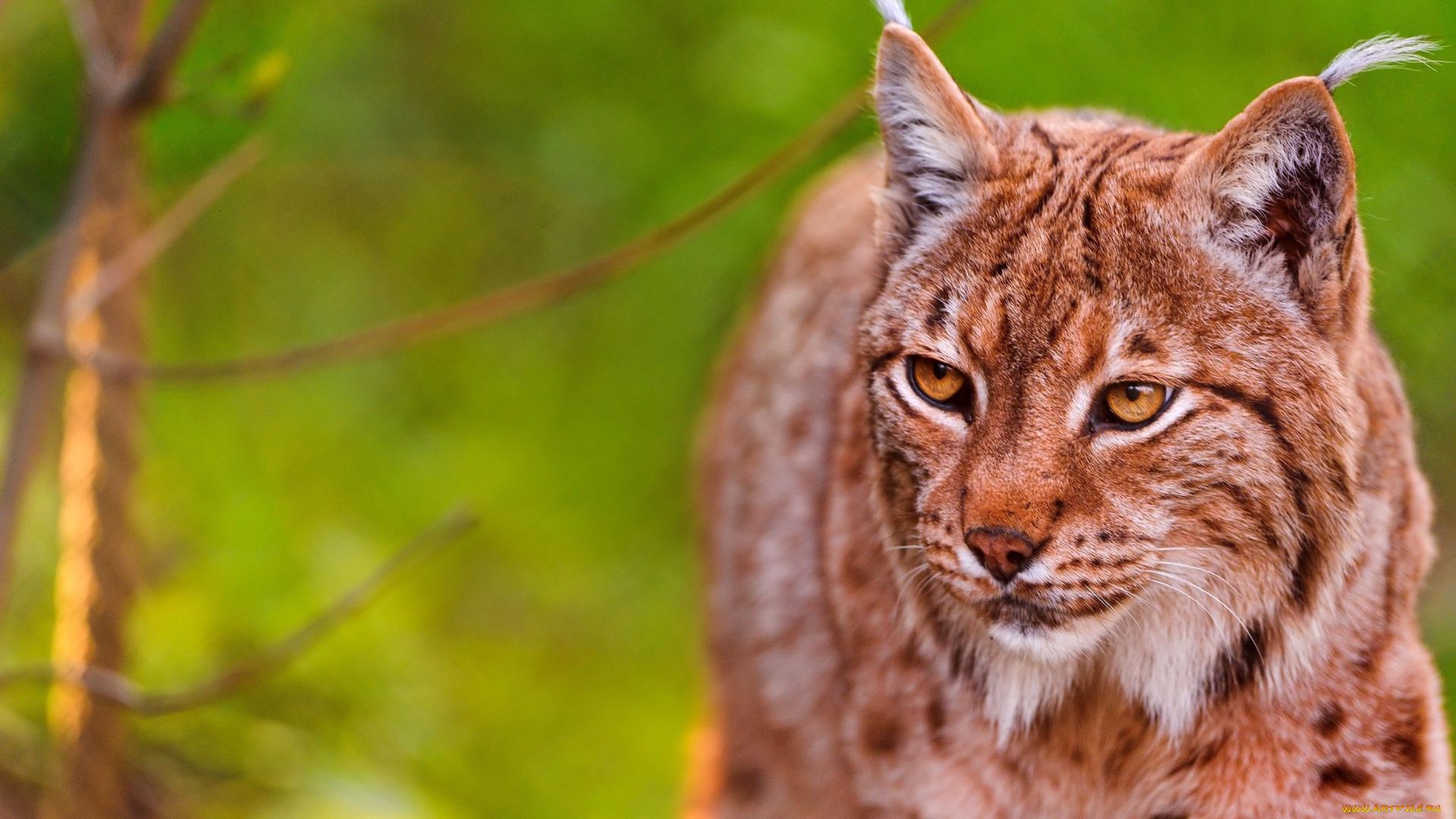 животные, рыси, кошка