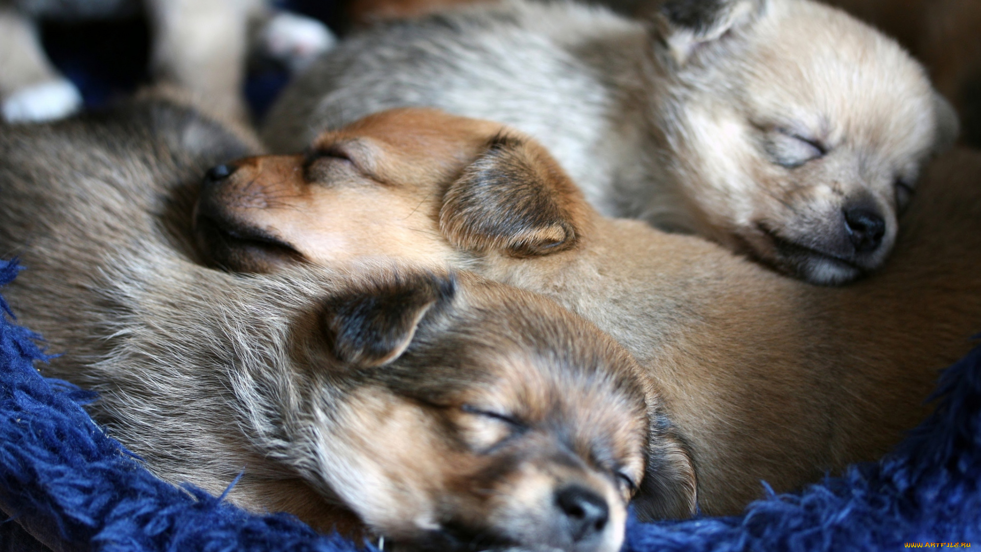 животные, собаки, щенки, сон, малыши