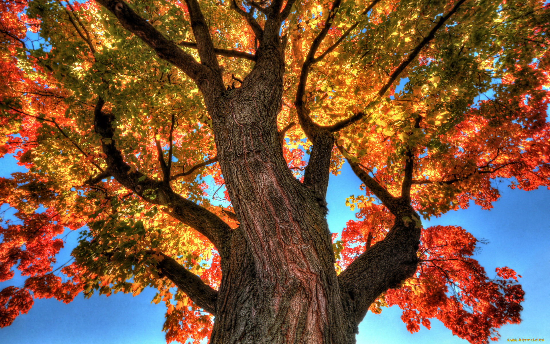 природа, деревья, дерево