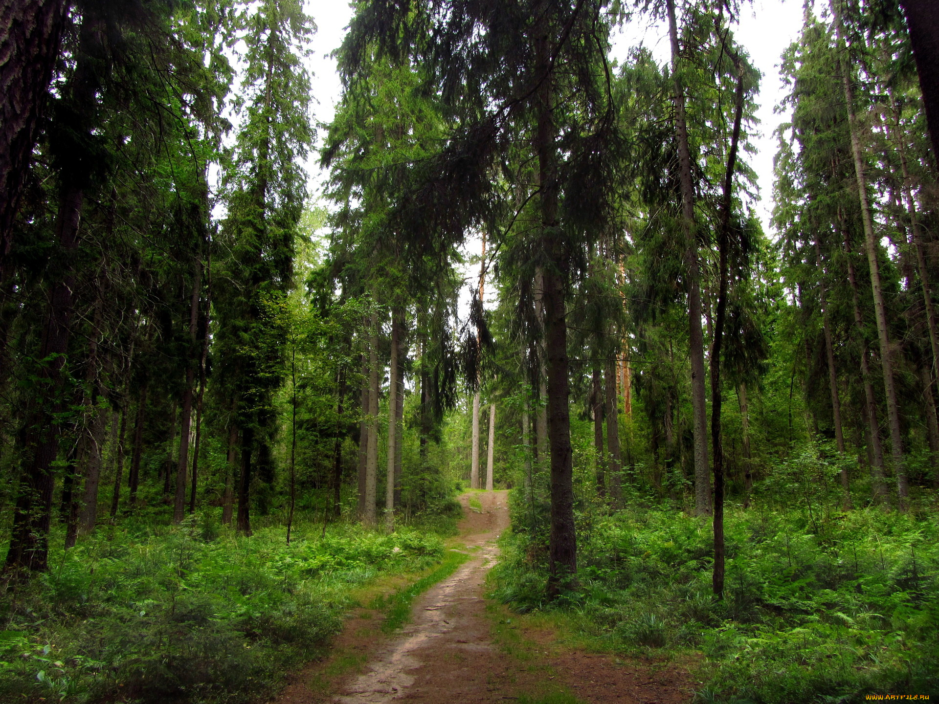 ленинградская, область, рощино, линдуловская, роща, природа, лес