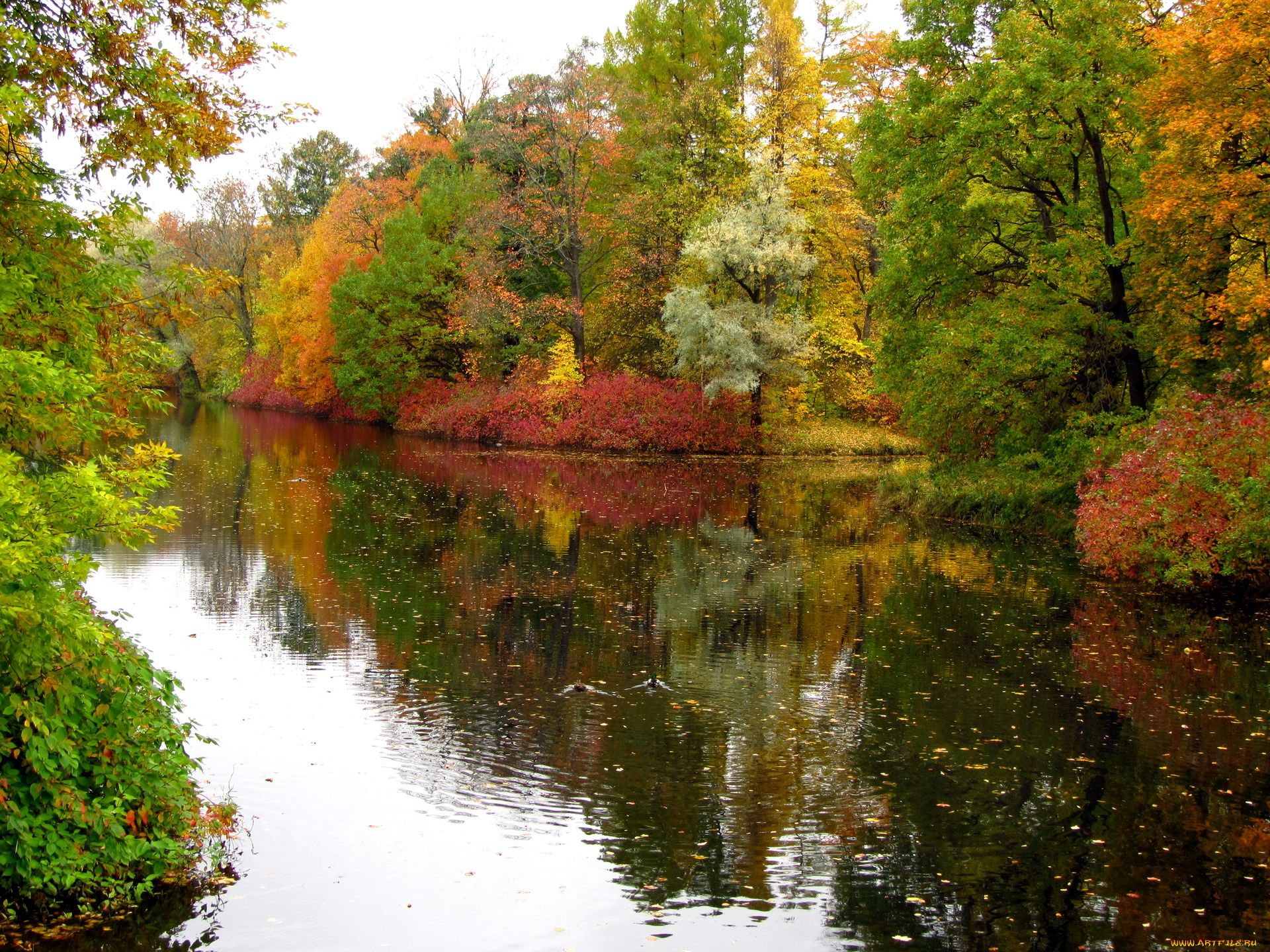 санкт, петербург, природа, реки, озера, осень, парк, река